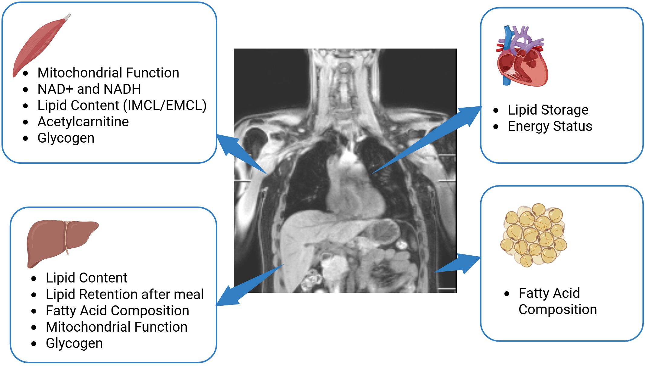 MRI scan of the upper body with annotations detailing metabolic functions. Four blue arrows point to areas of interest: muscle (mitochondrial function, lipid content, etc.), heart (lipid storage, energy status), liver (lipid content, fatty acid composition), and fat tissue (fatty acid composition). Each area has relevant functions listed alongside an illustrative icon.