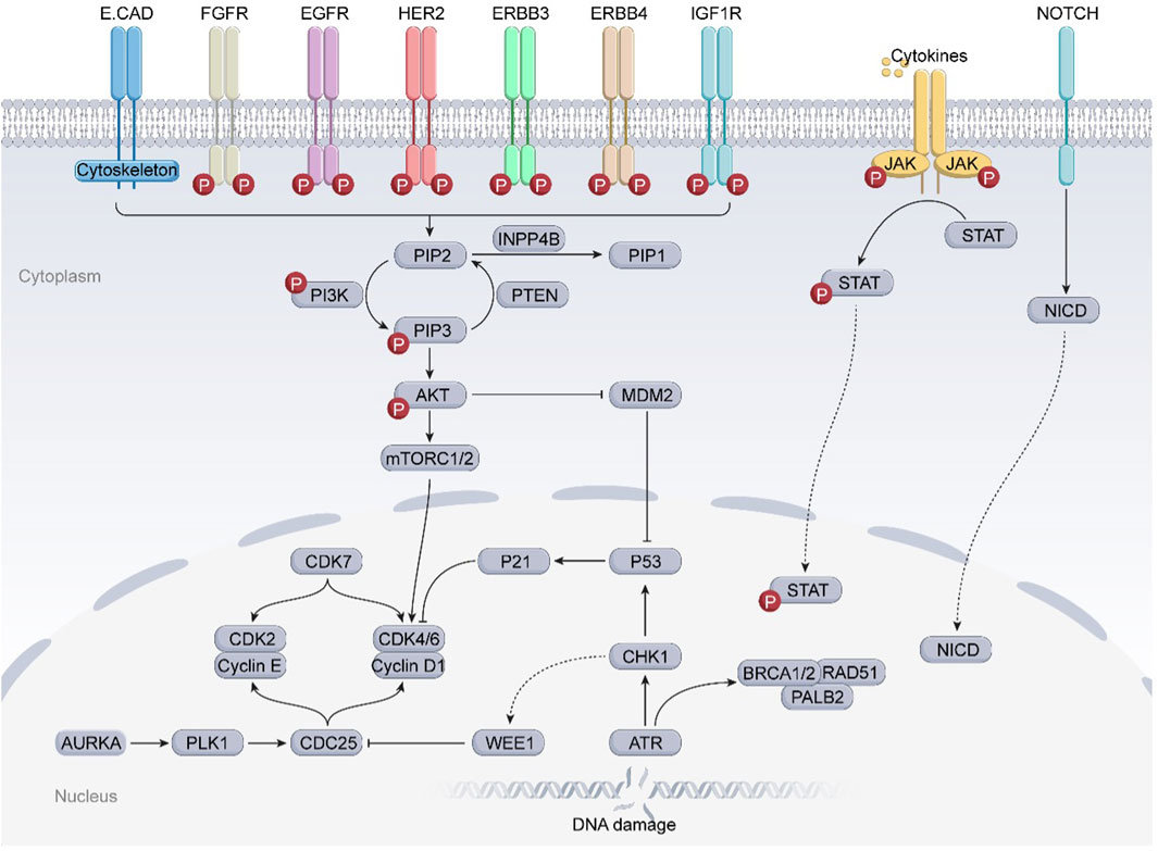 Illustration of cellular signaling pathways involving various receptors such as E.CAD, FGFR, EGFR, HER2, ERBB3, ERBB4, IGF1R, and NOTCH located on a cell membrane. Pathways lead to downstream signaling molecules like PI3K, AKT, mTORC1/2, STAT, P53, and various cyclins influencing cell cycle regulation and DNA damage response. The pathways include phosphorylation sites and interactions within cytoplasm and nucleus, highlighting roles in cell signaling and stress responses.