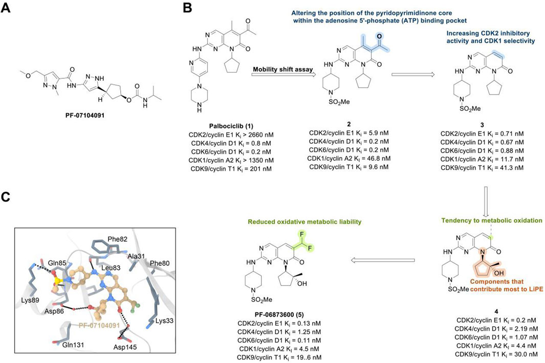 Diagram showing the chemical structure and activity of several compounds. Panel A displays PF-07104091 structure. Panel B compares palbociclib, compound 2, and compound 3, with notes on ADP binding changes and CDK inhibitory activity, including Ki values. Panel C depicts a detailed binding interaction map for PF-07104091 and provides structures for PF-06873600 and a related oxidized form, highlighting changes in metabolic liability and Ki values for CDK inhibition.