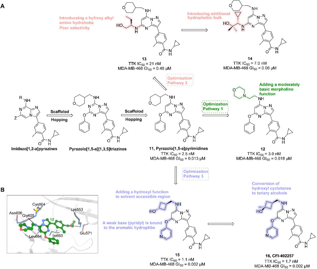 Diagram showing chemical structures and optimization pathways for potential drug compounds. Part A displays structures with annotations about modifications, such as introducing hydroxyl groups and morpholino functions, to enhance potency and selectivity against TTK and MDA-MB-468 cells. Pathways include scaffold hopping and functional optimizations. Part B illustrates a molecular model emphasizing interactions with specific amino acids like Asn606 and Glu571, detailing the importance of adding hydroxyl functions and weak bases to improve binding efficiency.