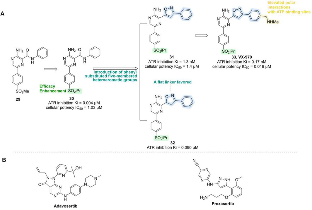 Diagram showing chemical structures and progression of compounds for ATR inhibition. Part A depicts compounds 29 to 33, highlighting efficacy enhancements, structural modifications, and binding site interactions, with ATR inhibition values for each. Part B shows chemical structures of Adavosertib and Prexasertib.