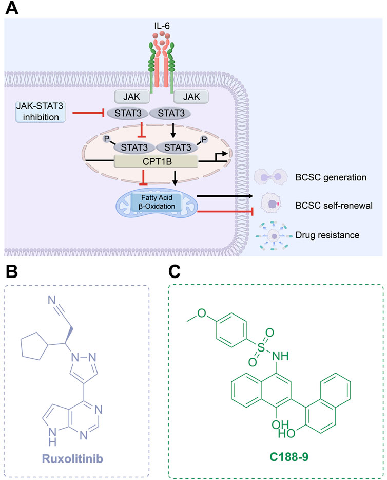 Diagram illustrating the JAK-STAT3 signaling pathway involved in BCSC generation, self-renewal, and drug resistance. Panel A shows IL-6 inducing JAK activation, leading to STAT3 phosphorylation and CPT1B expression. Fatty acid beta-oxidation is linked to these processes. Panels B and C depict the chemical structures of Ruxolitinib and C188-9, respectively.