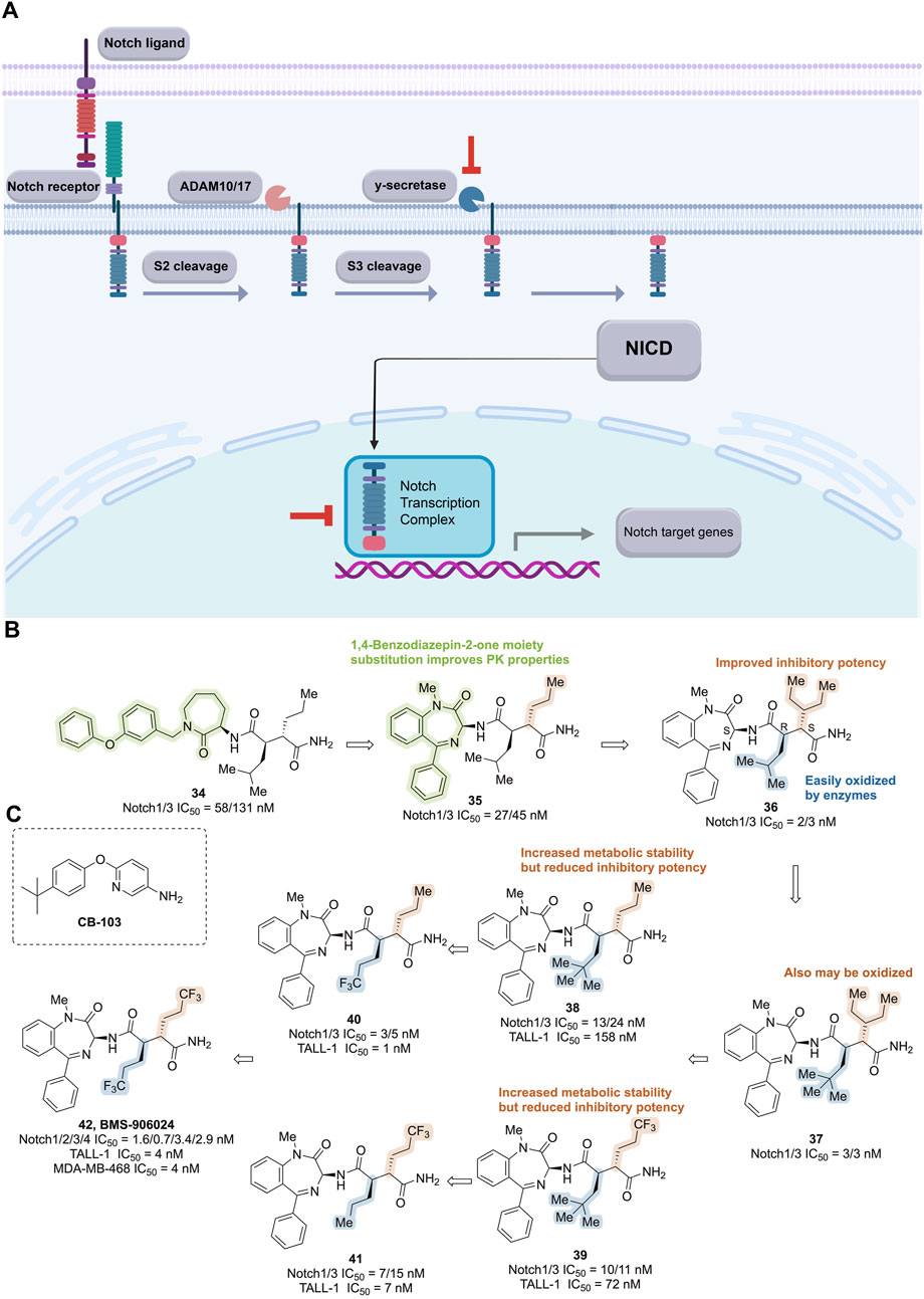 Diagram A shows the Notch signaling pathway, highlighting Notch ligand, receptor, ADAM10/17, gamma-secretase, NICD, transcription complex, and target genes. Diagram B illustrates a chemical progression in benzodiazepin-2-one derivatives, with Notch1/3 IC50 values, emphasizing improved pharmacokinetic (PK) properties and inhibitory potency. Diagram C displays various chemical structures with IC50 values, focusing on metabolic stability and potency changes, including CB-103 and BMS-906024.