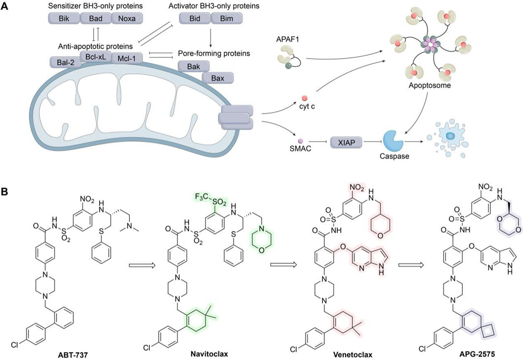 Diagram A shows the interaction of BH3-only proteins with anti-apoptotic proteins in a mitochondrion, leading to cytochrome c release, apoptosome formation, and caspase activation. Diagram B illustrates the chemical structures of four compounds: ABT-737, Navitoclax, Venetoclax, and APG-2575, highlighting structural modifications between them.