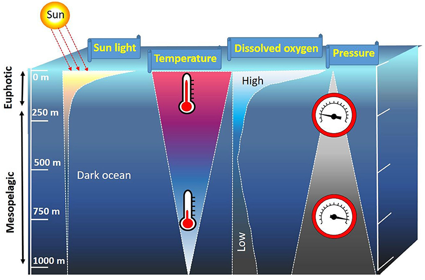 Diagram illustrating sunlight penetration, temperature, dissolved oxygen, and pressure across ocean depths from the euphotic zone to the mesopelagic zone. Sunlight decreases with depth. Temperature decreases sharply. Dissolved oxygen decreases after a peak, while pressure increases with depth.