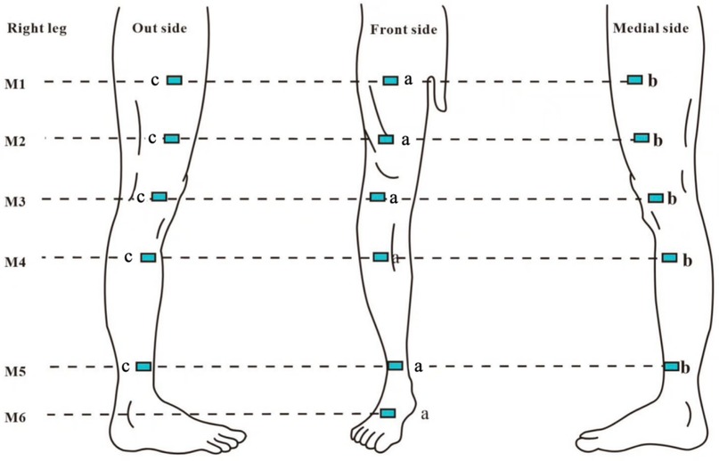 Diagram of a right leg, showing cross-sections M1 to M6. Each section is marked with points labeled \