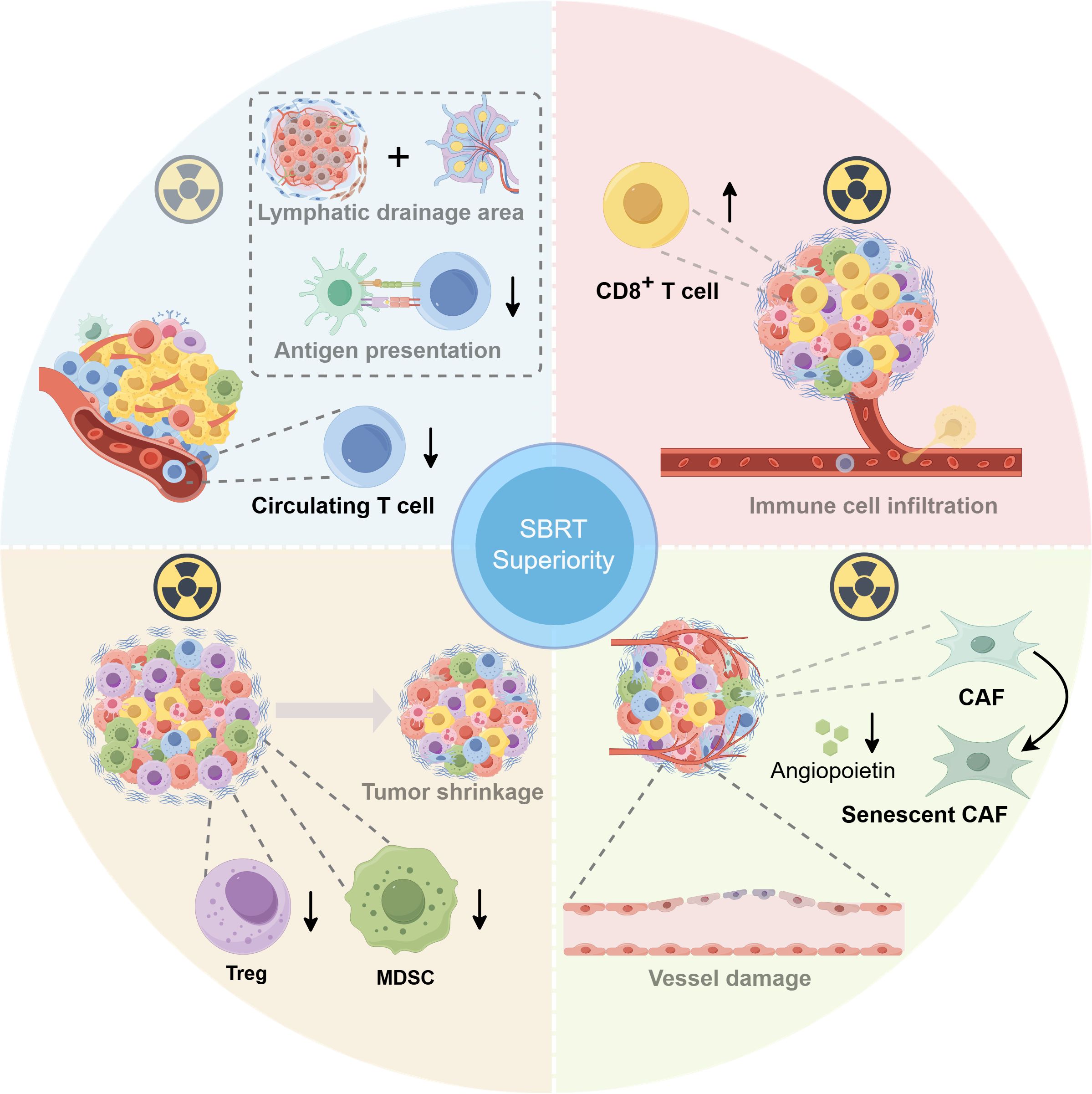 Infographic illustrating the superiority of Stereotactic Body Radiation Therapy (SBRT) across four quadrants. Top left: Decreased antigen presentation and circulating T cells. Top right: Increased CD8+ T cell infiltration. Bottom left: Tumor shrinkage with reduced Treg and MDSC cells. Bottom right: Vessel damage and transition of CAF to senescent state due to Angiopoietin. Central circle highlights SBRT superiority.