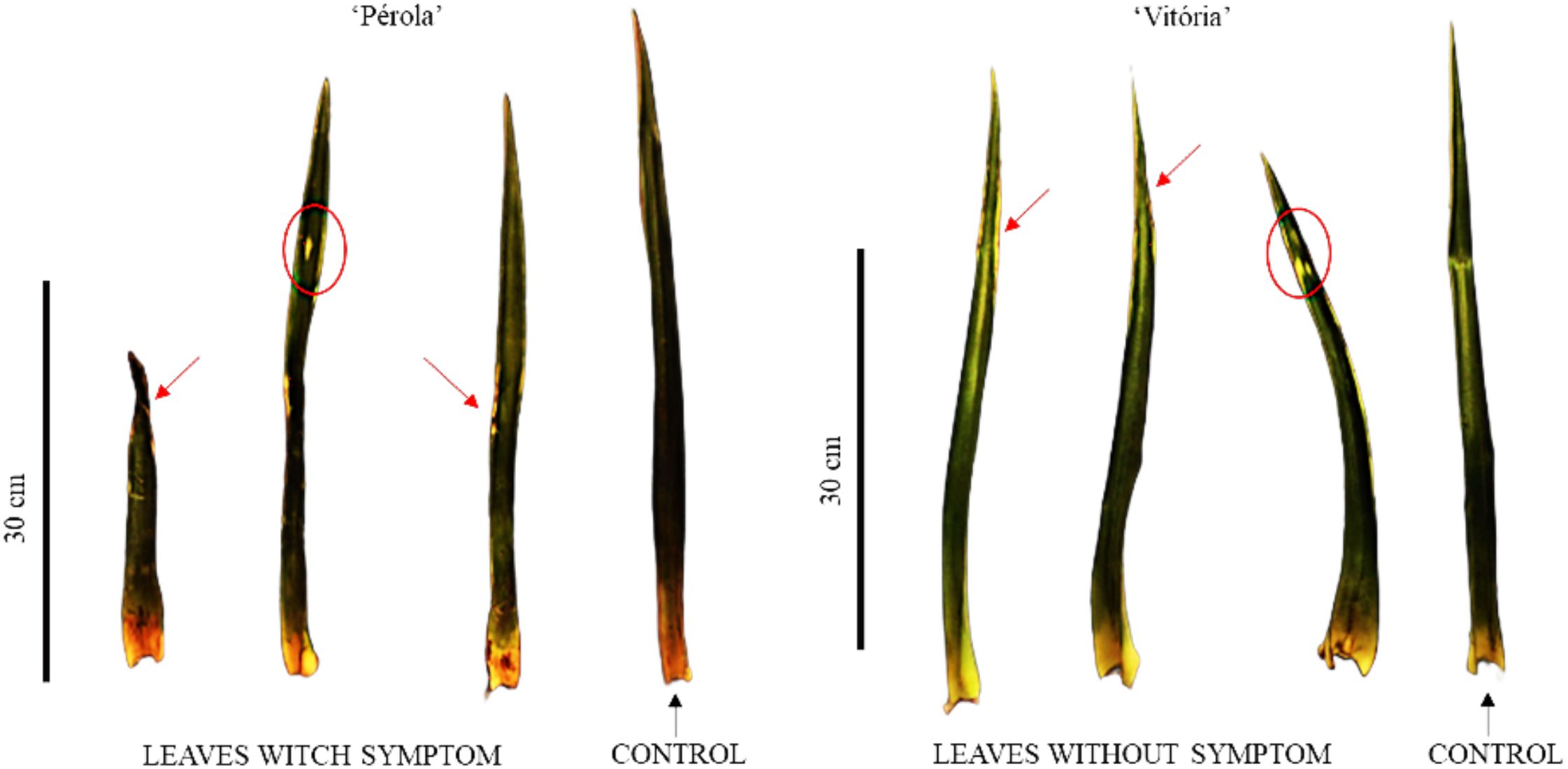 Pineapple leaves with symptoms of phytotoxicity sprayed with different concentrations of aviglycine hydrochloride. On the left, the leaves of the 'Pérola' variety. On the right, the leaves of the 'Vitória' variety.