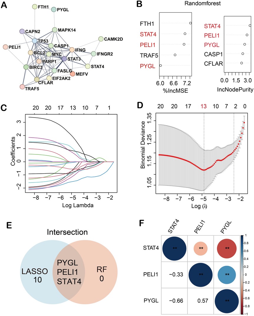 A composite image contains several panels: \n\n(A) A network diagram showing interconnected genes, with central nodes like CASP1, STAT3, TP53, and BIRC3. \n\n(B) Two plots from random forest analysis, one for %IncMSE and the other for IncNodePurity, highlighting genes such as STAT4, PELI1, and FTH1. \n\n(C) A LASSO regression plot displaying coefficient changes against Log Lambda. \n\n(D) A plot of binomial deviance against Log Lambda, indicating the optimal model with the lowest deviance. \n\n(E) A Venn diagram illustrating the intersection of LASSO and RF gene selections, showing shared genes like PYGL, PELI1, and STAT4. \n\n(F) A correlation matrix heatmap for the genes STAT4, PELI1, and PYGL, with correlation values and significance indicated.