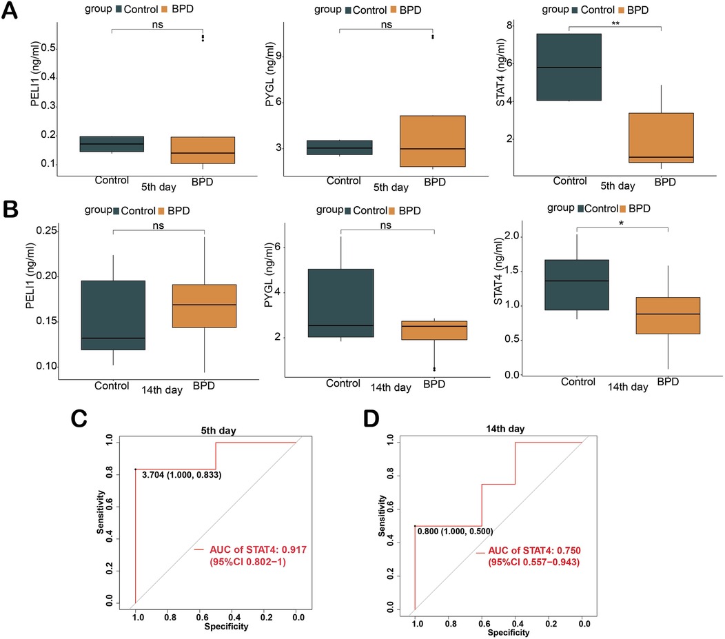 Box plots and ROC curves comparing control groups and BPD (Bronchopulmonary Dysplasia) groups on days five and fourteen. Panels A and B display box plots for PELI1, PYGL, and STAT4 levels, indicating statistical significance with asterisks. Panels C and D show ROC curves for STAT4, with areas under the curve (AUC) values of 0.917 on day five and 0.750 on day fourteen.