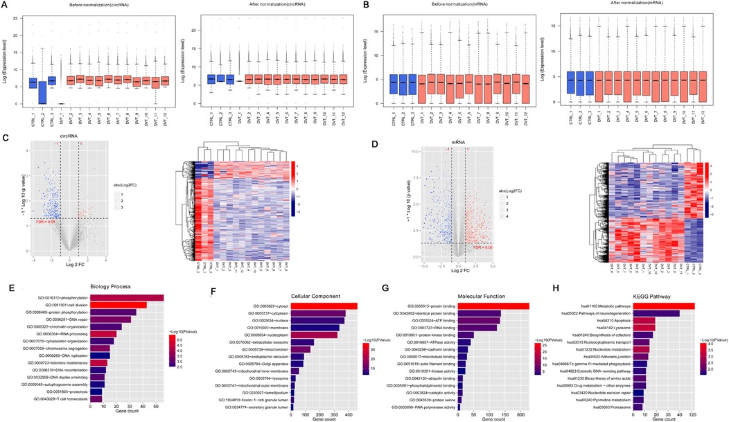 Panel A shows box plots comparing circRNA expression levels before and after normalization. Panel B displays similar box plots for mRNA. Panel C includes a volcano plot and heatmap illustrating circRNA expression changes. Panel D presents the same for mRNA. Panels E, F, G, and H feature bar graphs indicating gene counts related to biological processes, cellular components, molecular functions, and KEGG pathways, highlighting the significance of each category.