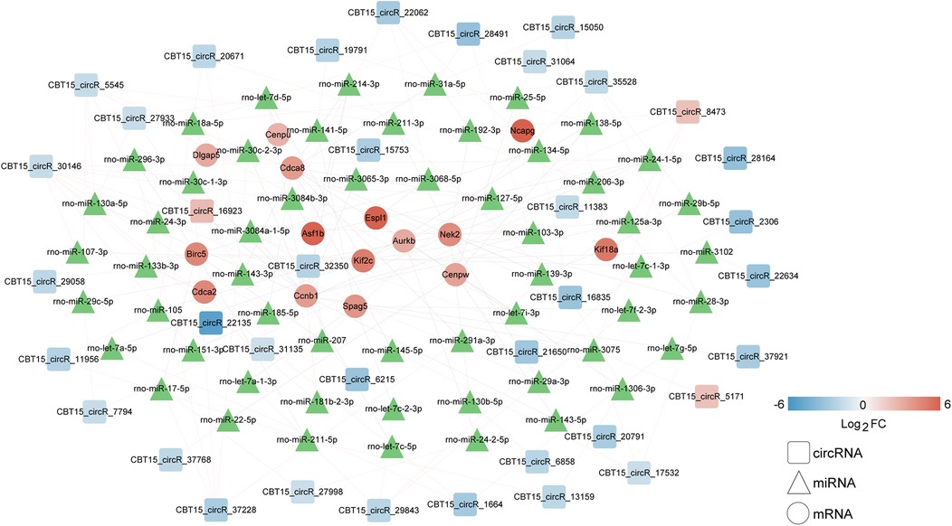 Network graph showing interactions between circRNA, miRNA, and mRNA. Blue squares represent circRNA, green triangles represent miRNA, and red circles represent mRNA. The graph's color gradient indicates log two fold change from blue (-6) to red (6).