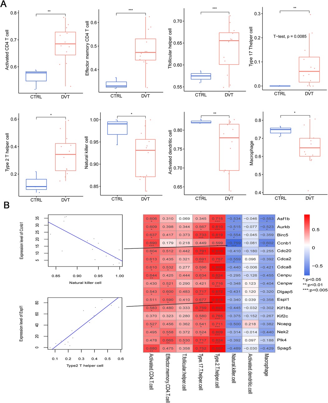 Panel A displays box plots comparing cell type activation levels between CTRL (control) and DVT (deep vein thrombosis) groups. Significant differences are marked with asterisks. Panel B shows scatter plots and a heatmap. The scatter plots illustrate expression levels of Cobn1 related to natural killer cells, and Espn1 related to type 2 T helper cells. The heatmap presents gene expression correlations across various cell types, with a color gradient indicating correlation strength.