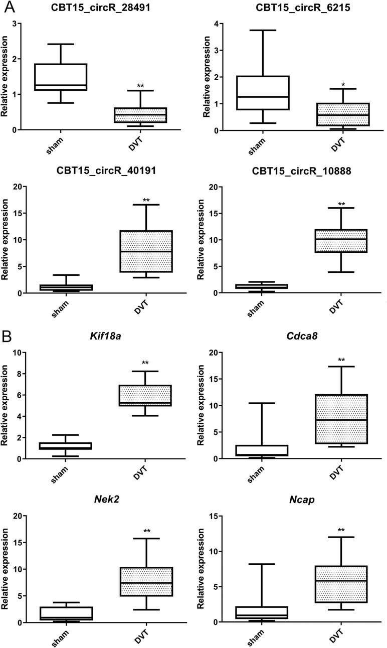 Box plots showing relative expression levels of various circRNAs and genes in sham versus DVT conditions. Panel A displays four circRNAs: CBT15_circR_28491, CBT15_circR_6215, CBT15_circR_40191, and CBT15_circR_10888. Panel B presents four genes: Kif18a, Cdca8, Nek2, and Ncap. In all comparisons, DVT shows higher expression levels than sham, with statistical significance marked by asterisks.