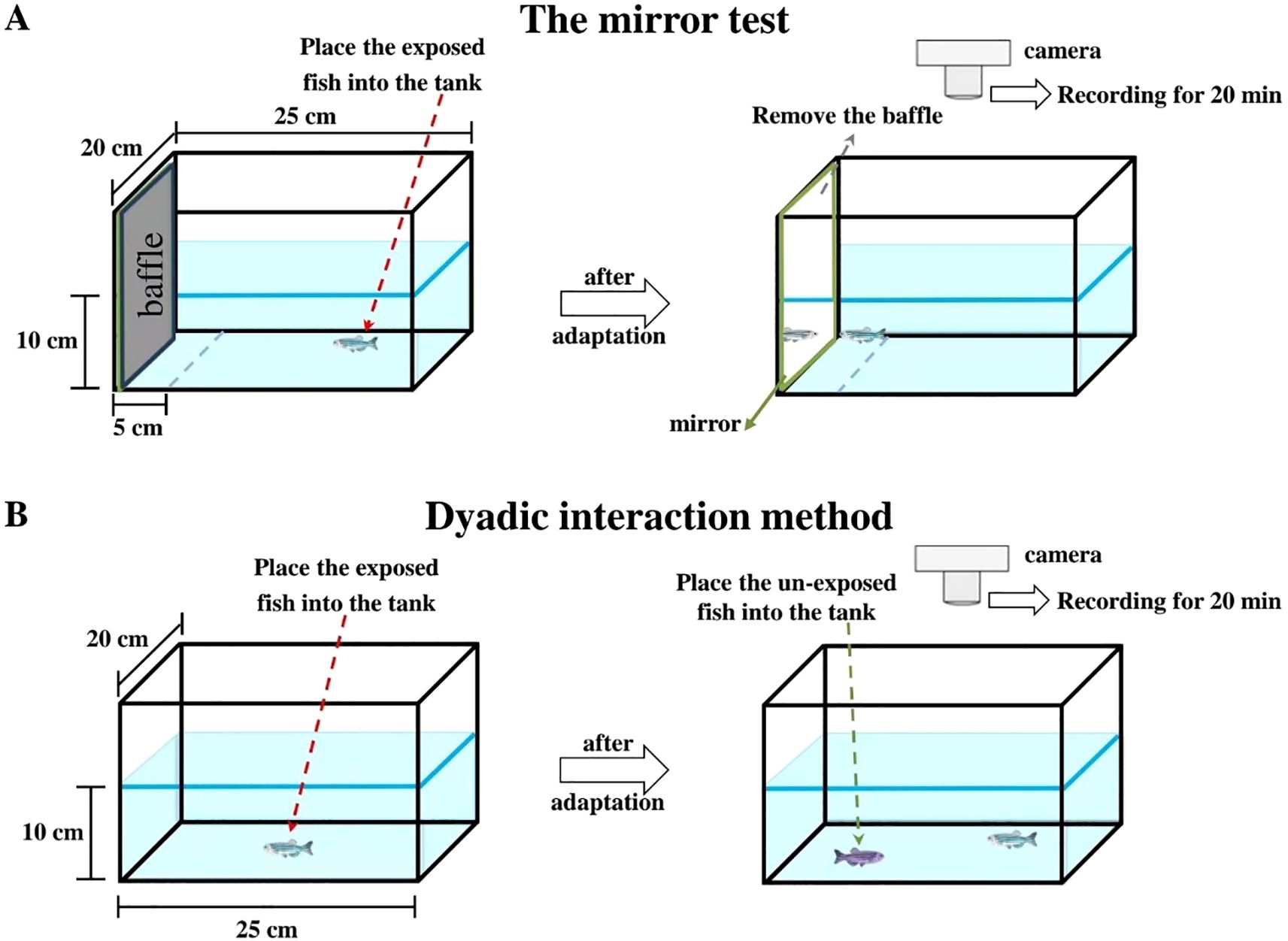 Diagram illustrating two experimental setups: A. The mirror test shows a fish in a tank with a baffle; upon adaptation, the baffle is replaced by a mirror. B. Dyadic interaction method involves placing an unexposed fish into a tank after adaptation. Both setups include a camera recording for 20 minutes. The tank dimensions are labeled as 25 cm by 20 cm by 10 cm.