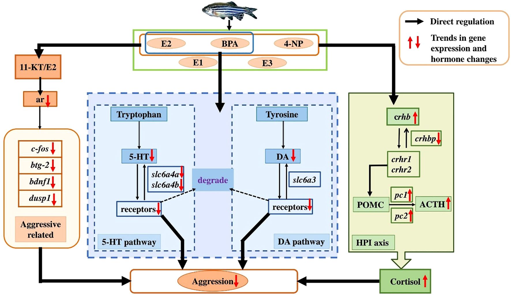 Flowchart depicting the effects of E2, BPA, and 4-NP on aggression and hormone regulation in zebrafish. Key elements include pathways involving tryptophan to 5-HT and tyrosine to DA, along with gene expression changes like c-fos and bdnf1. Aggression is linked to direct regulation and hormonal pathways, leading to increased cortisol levels. Arrows indicate regulation flow and trends in gene expression.