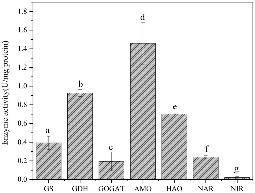 Bar graph depicting enzyme activity in U/mg protein for seven enzymes: GS, GDH, GOGAT, AMO, HAO, NAR, and NIR. AMO has the highest activity, over 1.6 U/mg, marked with
