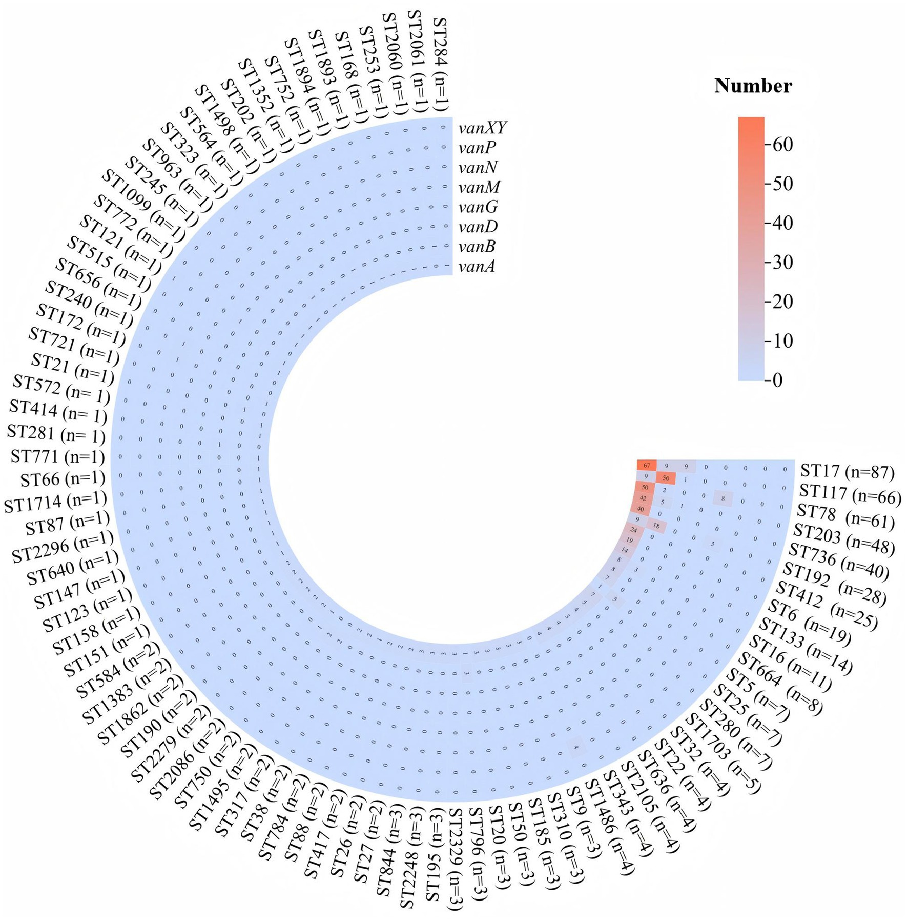 Circular heatmap displaying the distribution of van gene clusters across different sequence types (STs). The heatmap uses a gradient from blue to red, indicating the frequency of each gene type, with numbers ranging from zero to above sixty. The STs are arranged in a semicircular pattern around the heatmap, with labels on both the inner and outer sides. The van gene clusters are listed on the radial axis, showing varying distributions across the STs, highlighting areas of higher occurrence with darker red shading.