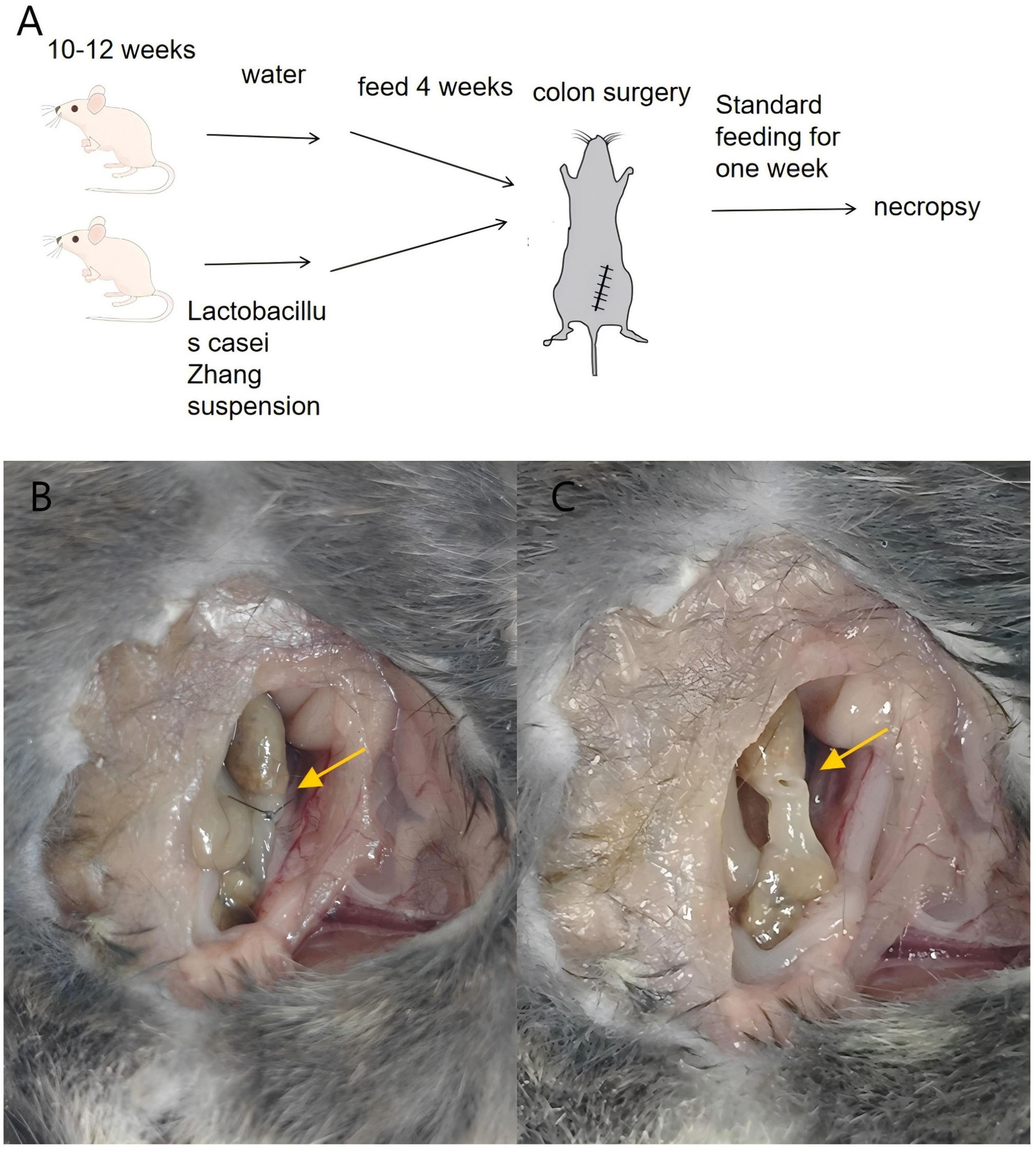 Diagram labeled “A” shows a study design involving mice: 10-12 weeks old mice are split into two groups, given either water or Lactobacillus casei Zhang suspension for four weeks, undergo colon surgery, followed by one week of standard feeding, and then necropsy. Images “B” and “C” depict surgical sites on mice with arrows highlighting specific areas, demonstrating differences post-surgery.