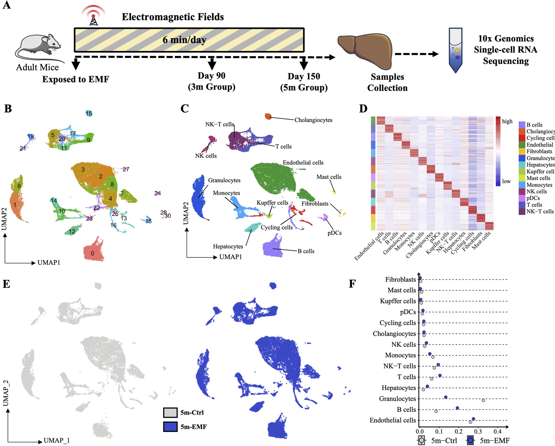Diagram illustrating an experiment on adult mice exposed to electromagnetic fields for six minutes daily. Samples were collected at 90 and 150 days for single-cell RNA sequencing. UMAP plots (B, C, E) depict various cell types like T cells, NK cells, and fibroblasts. Heatmap (D) shows gene expression levels, with a legend indicating different cell types. A dot plot (F) compares cell type abundance between control and EMF-exposed groups, highlighting differences in cell populations such as fibroblasts and endothelial cells.