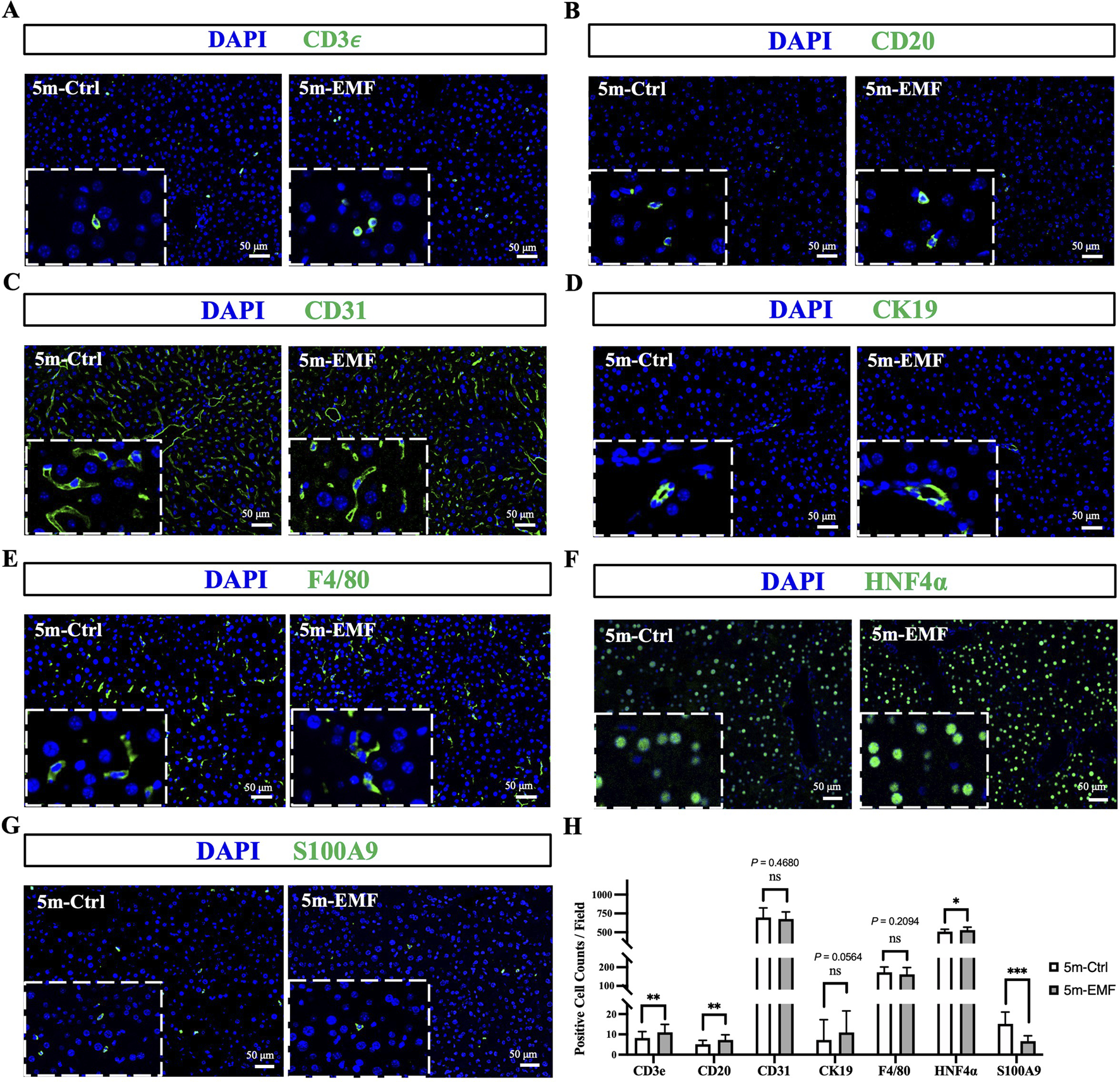 Fluorescence microscopy images show various cell markers labeled in green: CD3e (A), CD20 (B), CD31 (C), CK19 (D), F4/80 (E), HNF4α (F), and S100A9 (G). Each marker has two conditions displayed: "5m-Ctrl" and "5m-EMF". Insets highlight the differences. Panel H presents a bar graph comparing positive cell counts for each marker under both conditions, with statistical significance noted. Scale bars indicate 50 micrometers.