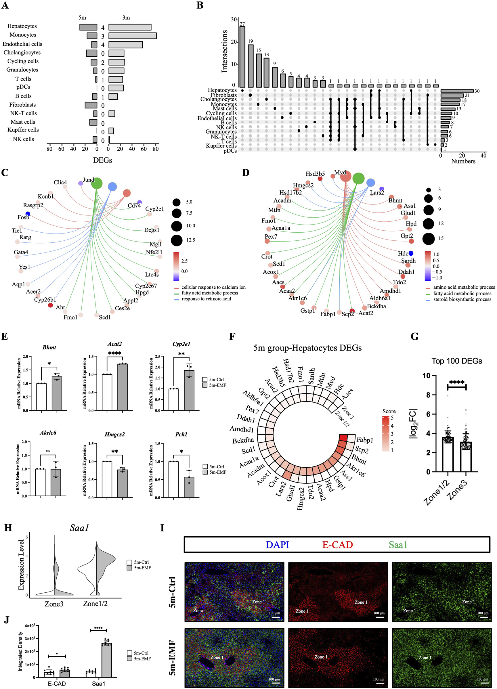 A collection of scientific charts and graphs with varying analyses: 1. Bar graphs (A, B) comparing different cell types and their differentially expressed genes (DEGs).2. Network diagrams (C, D) showing the interactions and processes involving DEGs.3. Bar charts (E) illustrating mRNA expression levels of specific genes.4. Circular heatmap (F) of hepatocyte DEGs in different zonations.5. Bar graph (G) showing the top 100 DEGs by zonation.6. Violin plots (H) depicting expression levels of Saa1 between zones.7. Fluorescent microscopy images (I) displaying DAPI, E-CAD, and Saa1 in two conditions.8. Bar chart (J) of integrated density for E-CAD and Saa1.