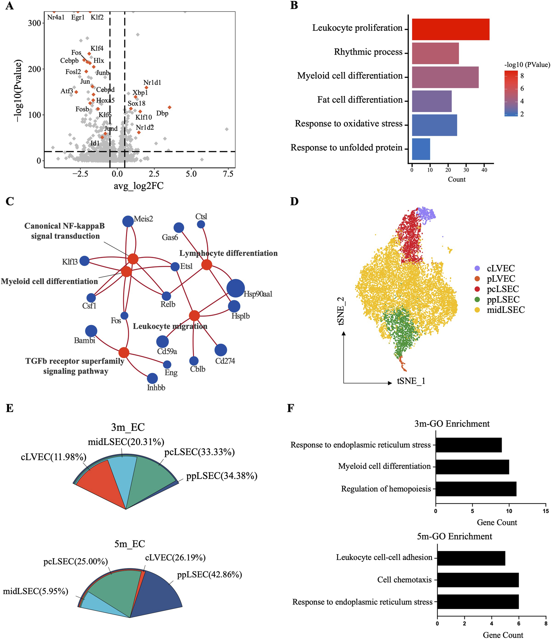 A scientific figure with multiple panels: A) A volcano plot displaying gene expression data, highlighting significant genes. B) A bar graph showing gene ontology terms related to leukocyte proliferation and other processes. C) A network diagram illustrating gene interactions and pathways such as NF-kappaB signaling. D) A t-SNE plot with clusters of cell types in different colors. E) Two pie charts comparing cell distribution in 3-month and 5-month samples. F) Bar graphs of gene ontology enrichment for endoplasmic reticulum stress and other terms.