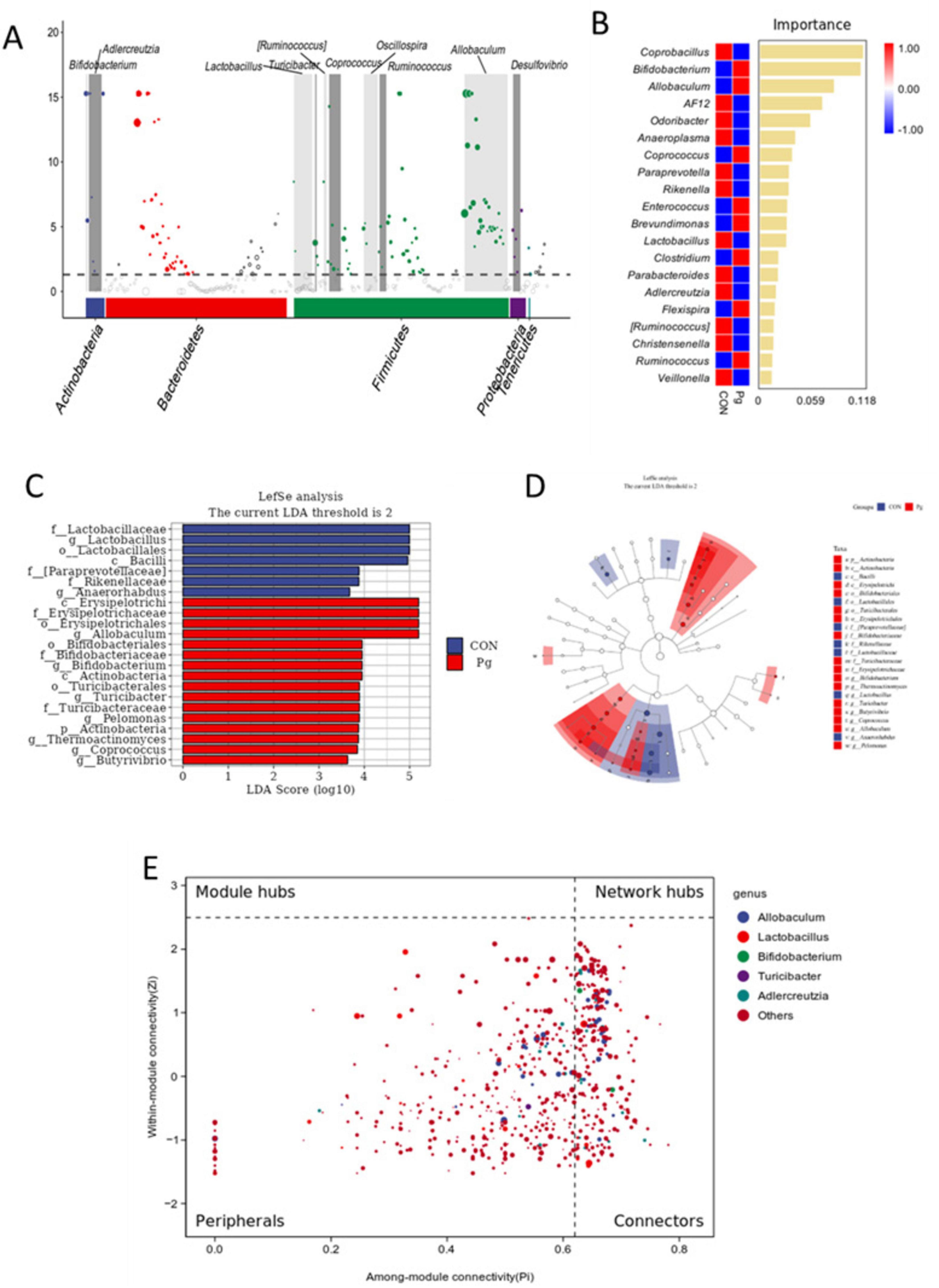 “Composite image with five panels analyzing microbial data: A) Scatter plot displaying variations in bacterial abundance across different phyla, highlighting significant genera. B) Bar chart showing importance scores of various genera, color-coded by impact. C) Bar plot of LDA scores from LefSe analysis, contrasting two groups, CON and Pg. D) Cladogram depicting phylogenetic relationships among taxa, color-coded for two groups.E) Network connectivity plot distinguishing module hubs and network hubs, with genera represented by colored dots.”