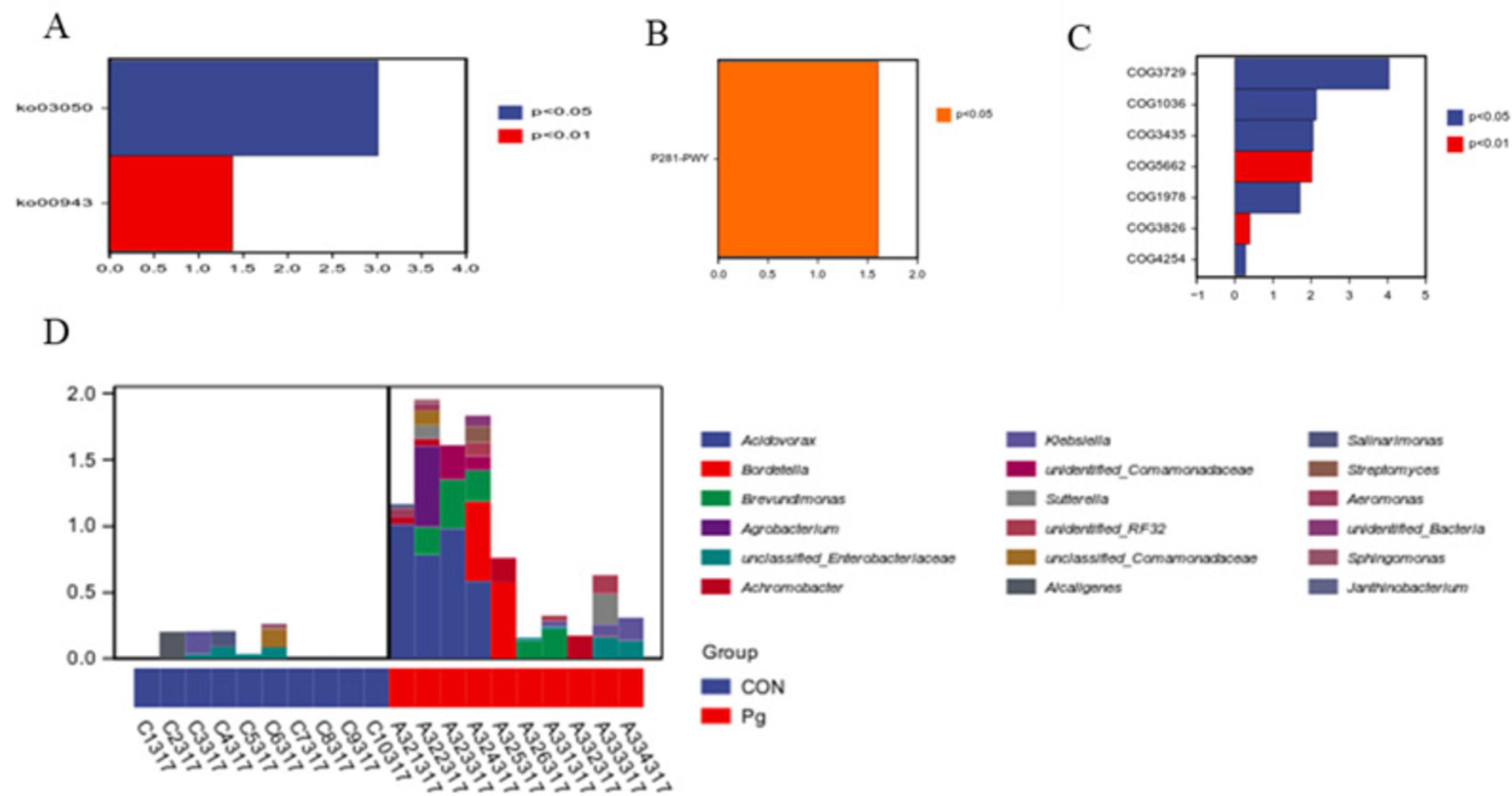A set of four bar charts labeled A to D. Chart A shows two bars comparing ko03050 and ko00943 with significance levels indicated by blue (p<0.05) and red (p<0.01). Chart B displays a single orange bar representing F261-PWY with p<0.05. Chart C contains multiple bars comparing different categories (COG3729 to COG4254) with blue and red colors representing distinct significance levels. Chart D is a grouped bar chart comparing multiple microbial groups across two groups, labeled CON (blue) and Pg (red), colored according to a legend identifying various bacteria.