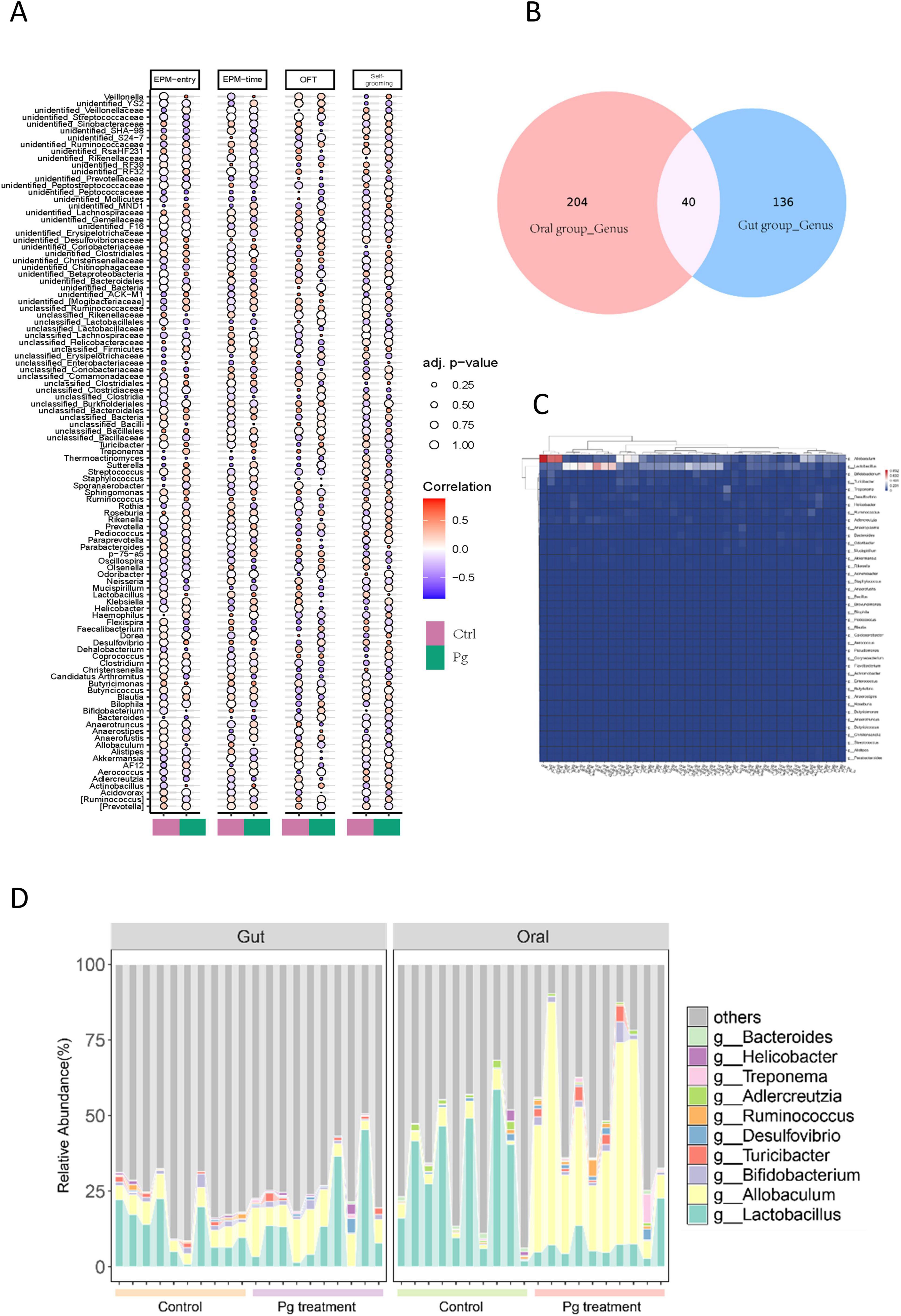 A composite image with four panels: A) Correlation matrix indicating relationships between microbial genera (rows) and behavioral metrics (columns) with significance level and positive or negative correlation. B) Venn diagram showing overlap of genera between oral and gut groups. C) Heat map visualizing microbial abundance, with clusters showing distinct microbial profiles. D) Bar charts comparing relative abundance of different microbial genera in gut and oral samples, with control and treatment groups labeled.