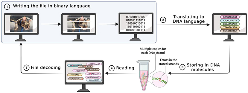 Figure 3 - Using synthetic DNA for information storage.