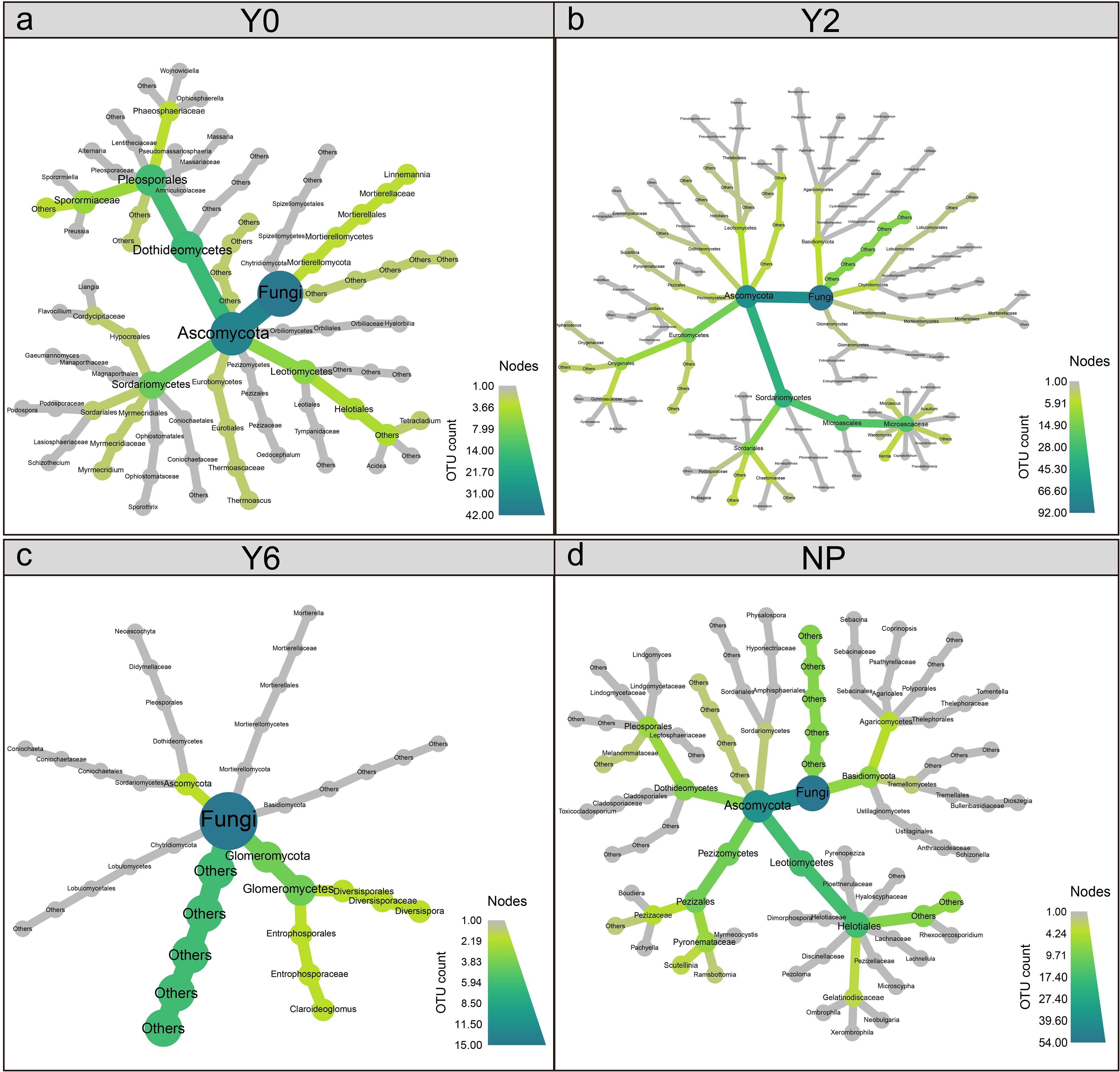Cluster graphs labeled Y0, Y2, Y6, and NP show the distribution of fungal operational taxonomic units (OTUs). Nodes vary in thickness and color, representing OTU count, with legends displaying a gradient from cyan to green. Each panel highlights different fungal taxa and their connections, such as Ascomycota and Dothideomycetes. The graphs illustrate changes in fungal composition over time or conditions.