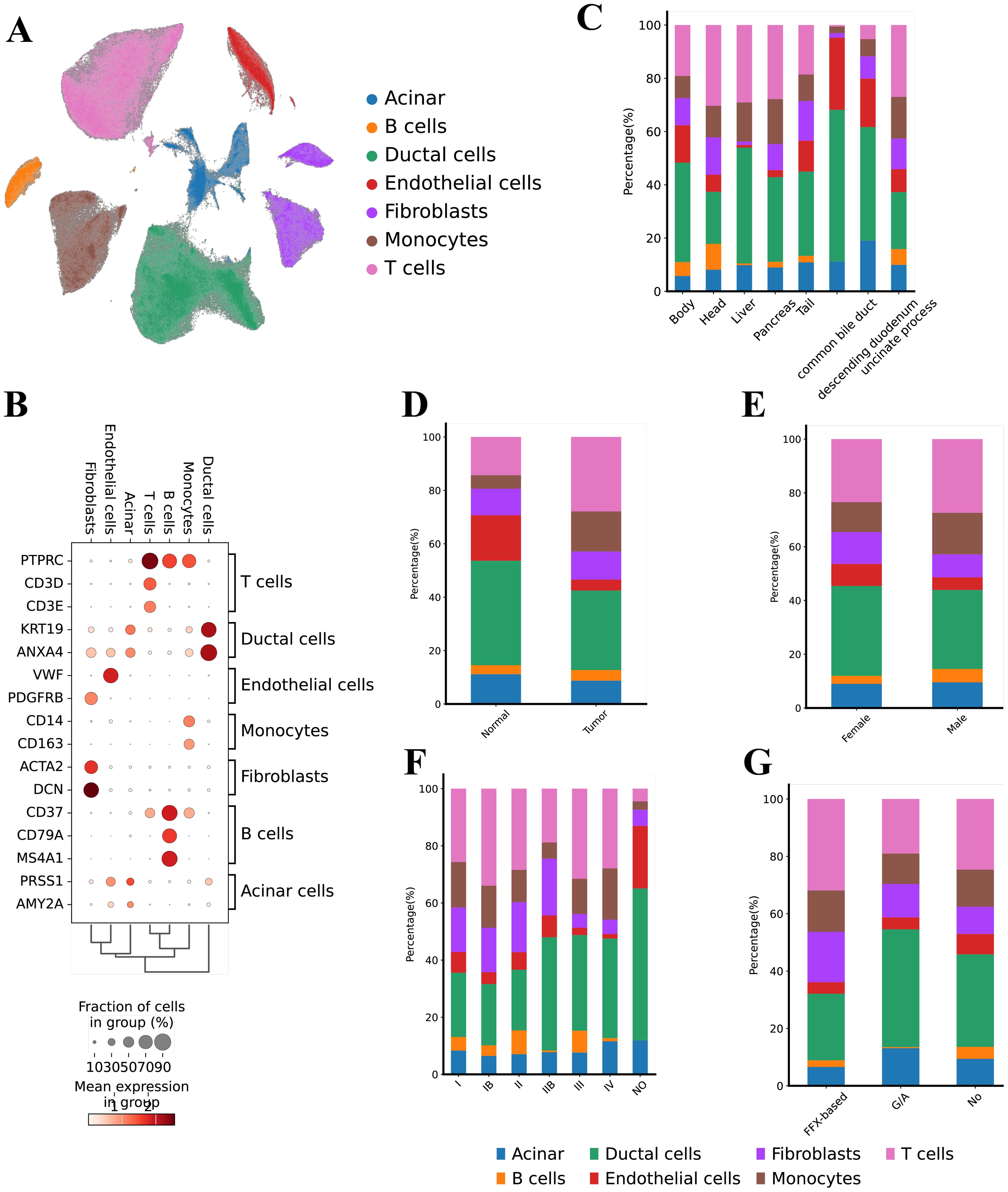 An illustration depicts various data on cell types and their expression. Panel A displays a color-coded UMAP plot of cell types including acinar, B cells, ductal cells, endothelial cells, fibroblasts, monocytes, and T cells. Panel B shows a bubble chart indicating gene expression levels across these cell types. Panels C to G present bar graphs illustrating the percentage distribution of these cell types across different conditions, such as body regions, normal versus tumor, gender differences, cancer stages, and treatment responses. Each cell type is consistently represented by specific colors throughout the panels.
