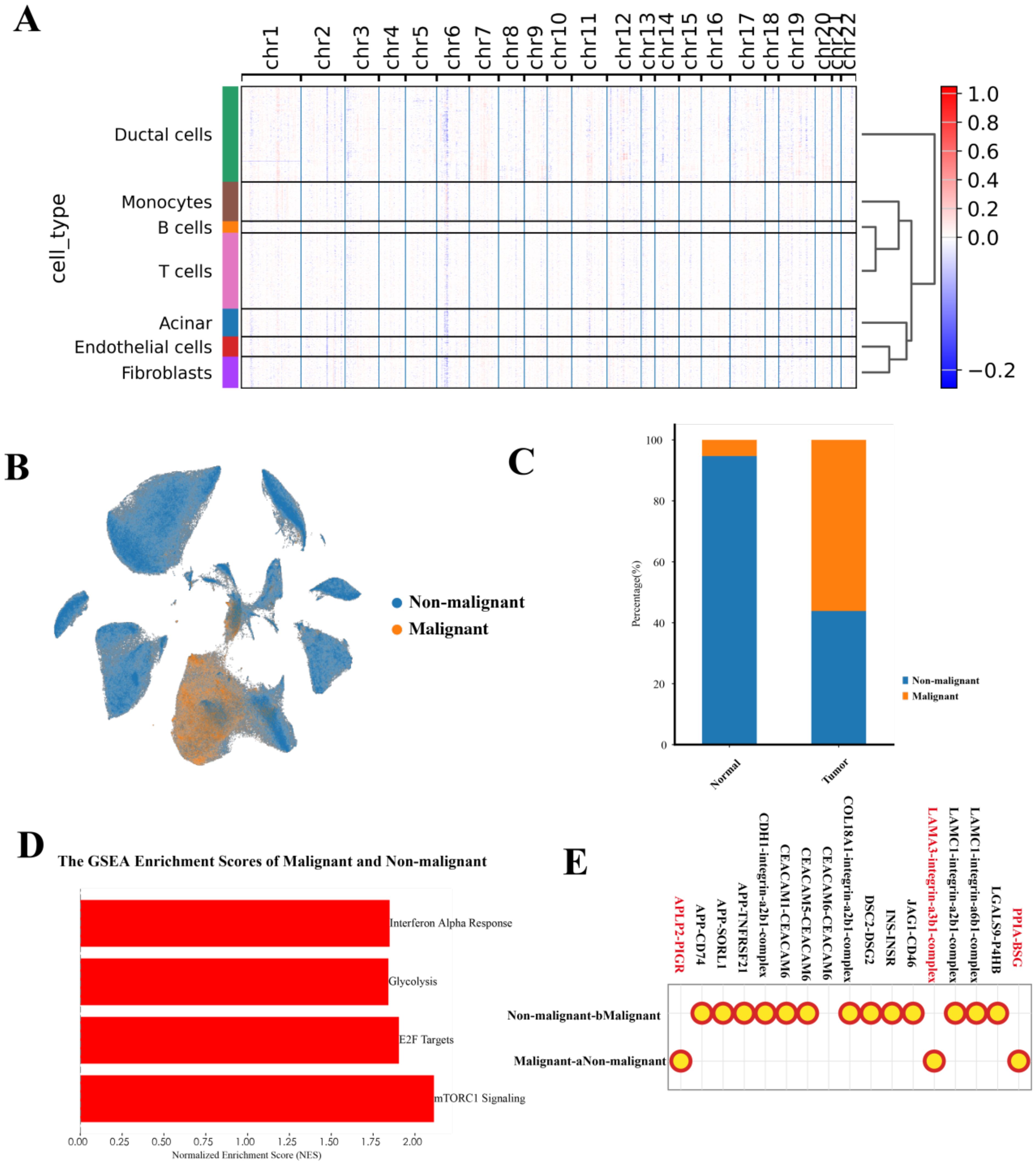 Panel A shows a heatmap of gene expression across chromosomes for different cell types, with a color scale from blue to red. Panel B displays a scatter plot differentiating non-malignant (blue) and malignant (orange) cells. Panel C presents a bar chart comparing the percentage of non-malignant and malignant cells in normal and tumor samples. Panel D shows a bar chart of GSEA enrichment scores for malignant and non-malignant cells, highlighting pathways like Interferon Alpha Response and Glycolysis. Panel E contains a dot plot comparing specific gene expressions between non-malignant and malignant cells, using adjusted P-value markers.