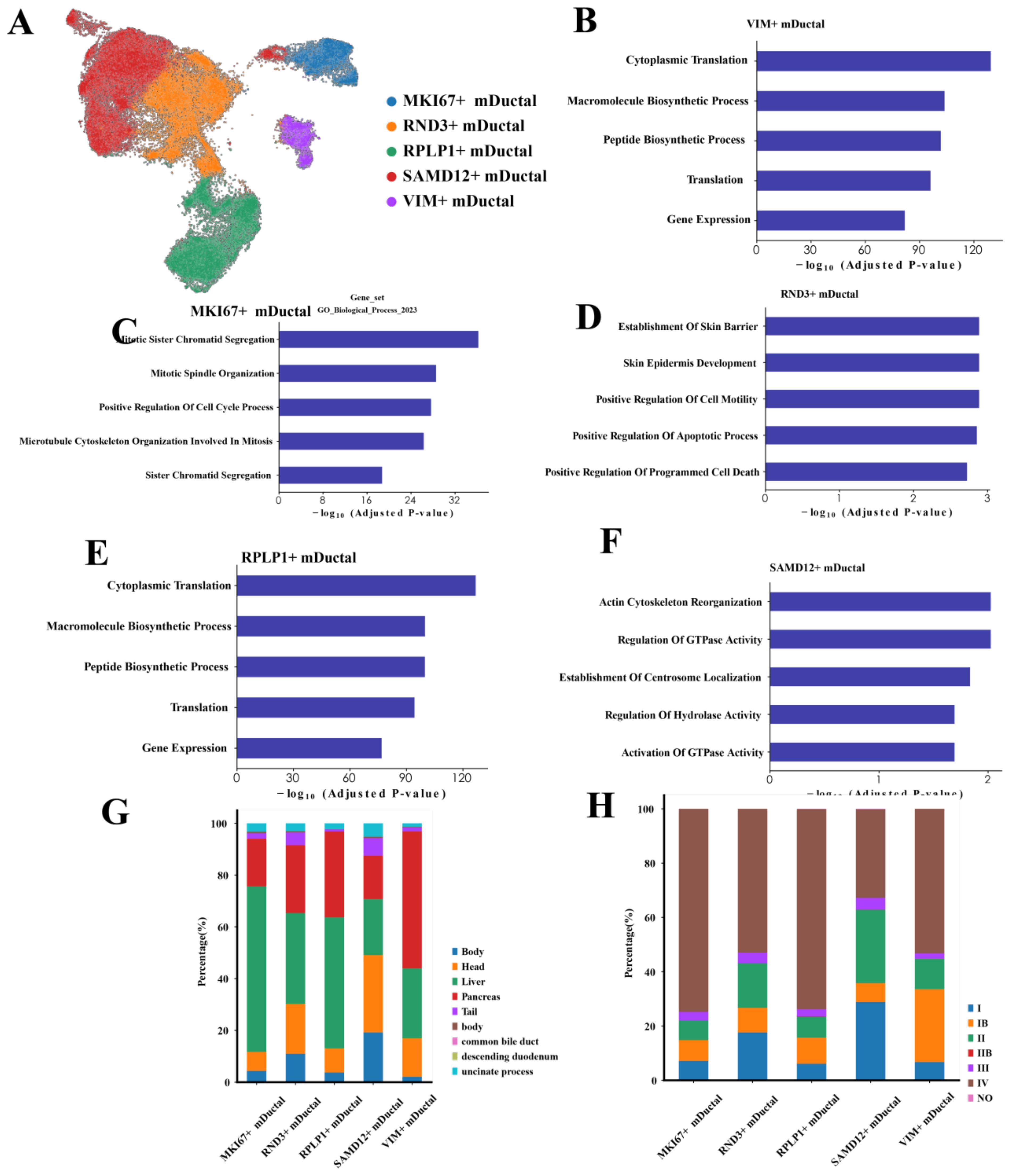 The image contains several panels showing data visualizations related to mDuctal gene sets. Panel A displays a colorful scatter plot indicating different mDuctal groups. Panels B to F show bar graphs illustrating gene expression and biological processes related to specific mDuctal types, with VIM+, RND3+, SAMD12+, and RPLP1+ highlighted. Panel G contains a stacked bar chart demonstrating the percentage distribution of mDuctal types in various body parts, while panel H shows another stacked bar chart representing mDuctal distribution across different stages or conditions.