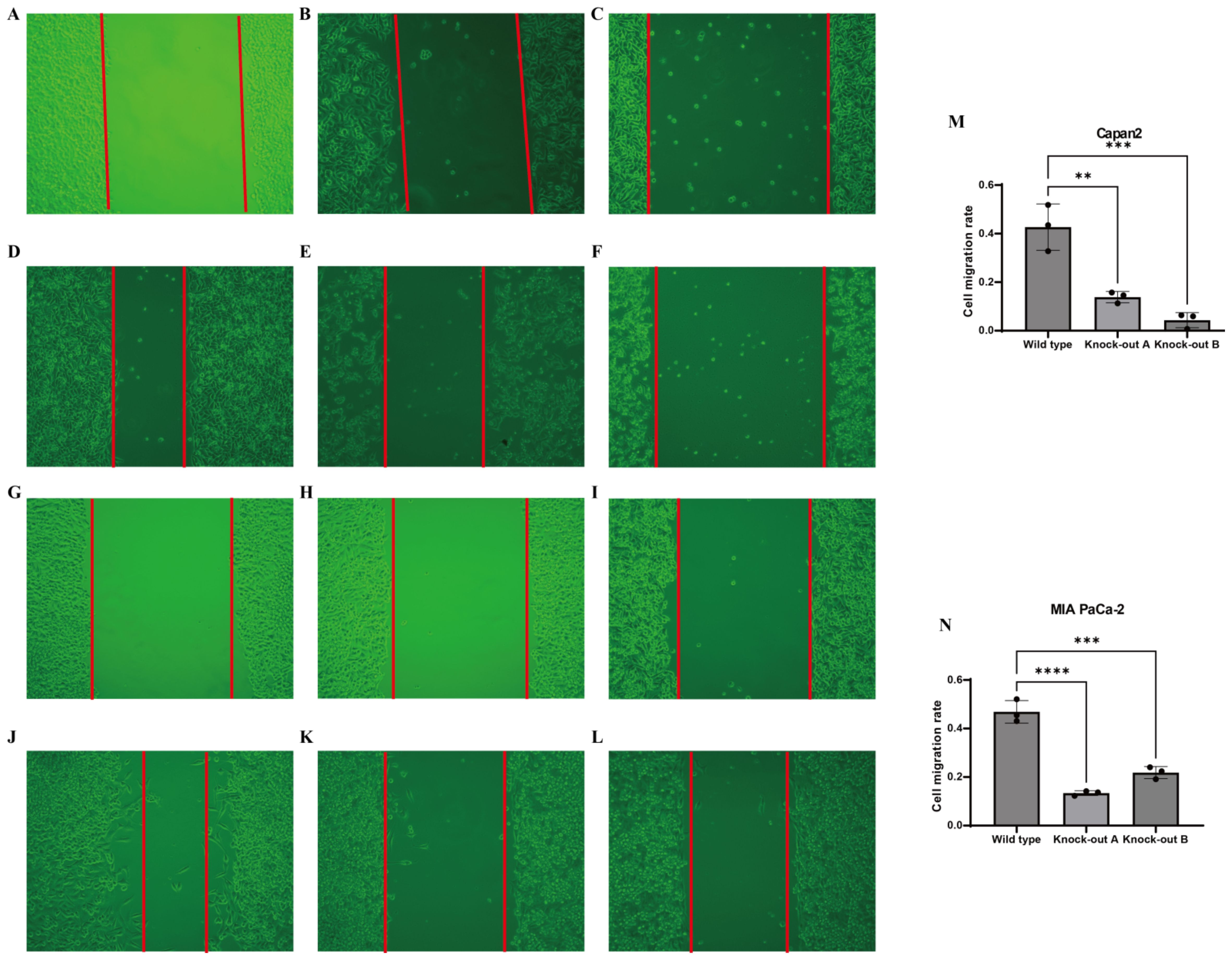 Microscopic images show cell migration assays with red vertical markers indicating the migration area in panels A to L. Panel M presents a bar chart for Capan2 cells, displaying migration rates of wild type, knock-out A, and knock-out B groups, with statistical significance indicated by asterisks. Panel N displays a similar bar chart for MIA PaCa-2 cells, showing migration rates with statistical significance.