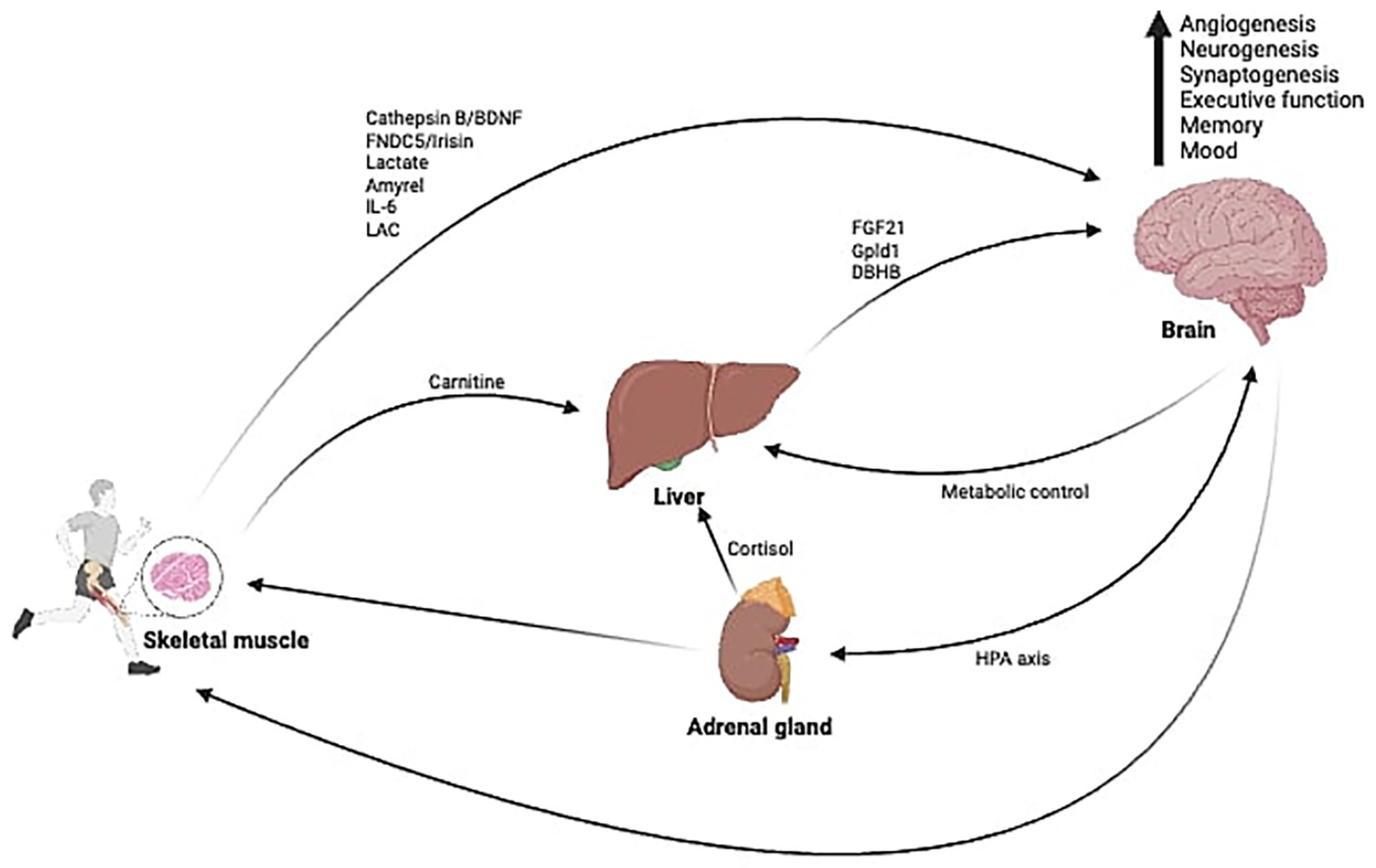 Diagram showing the relationship between exercise, skeletal muscle, liver, adrenal gland, and brain. Skeletal muscle releases factors like cathepsin B, FNDC5, and lactate, influencing the brain directly and via the liver and adrenal gland. Liver and adrenal gland affect the brain through metabolic control and the HPA axis. The brain benefits from increased angiogenesis, neurogenesis, synaptogenesis, executive function, memory, and mood improvement.
