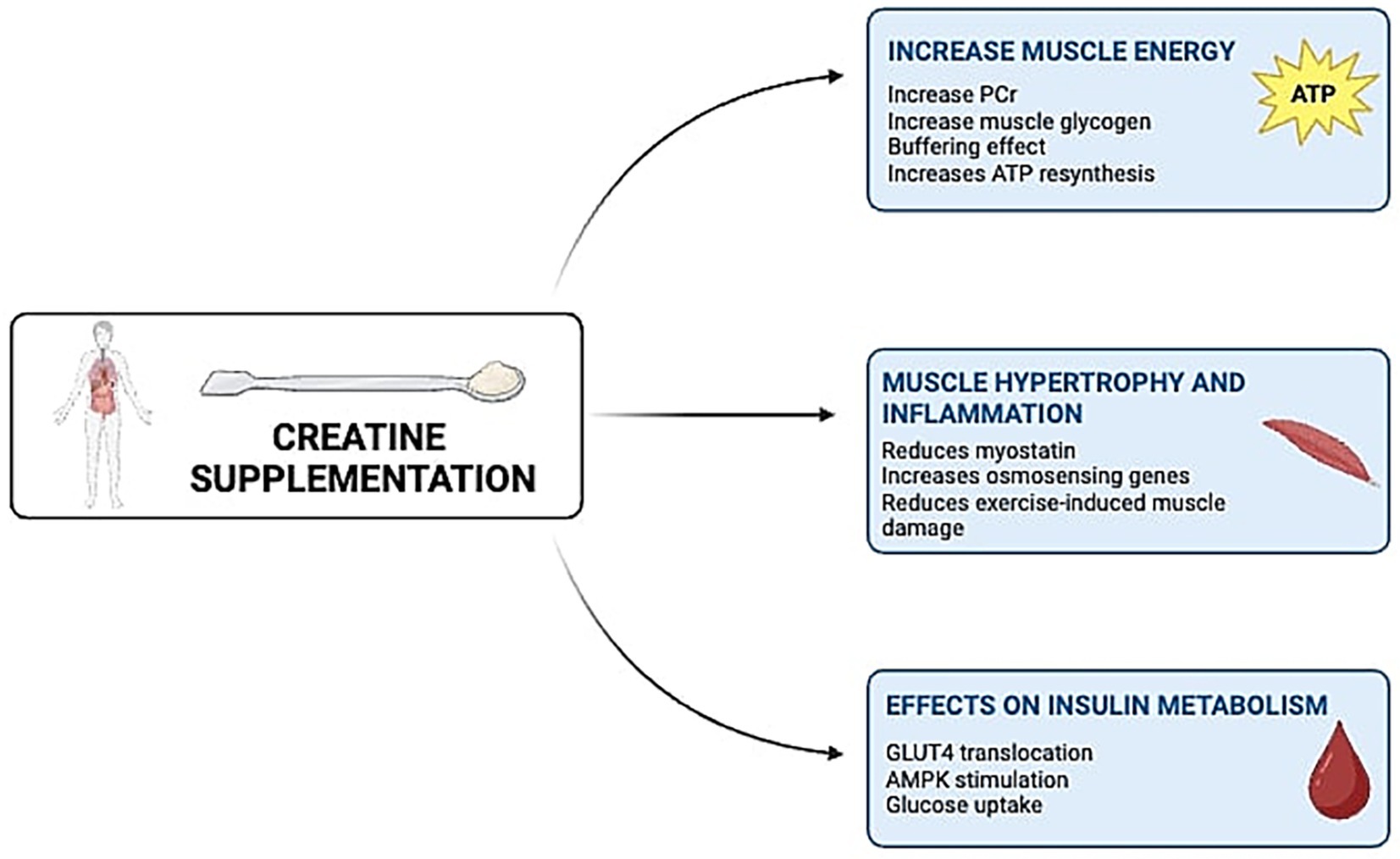 Diagram illustrating the effects of creatine supplementation. Three main benefits are highlighted: increased muscle energy with ATP resynthesis, muscle hypertrophy and reduced inflammation by decreasing myostatin, and effects on insulin metabolism shown through GLUT4 translocation and glucose uptake.