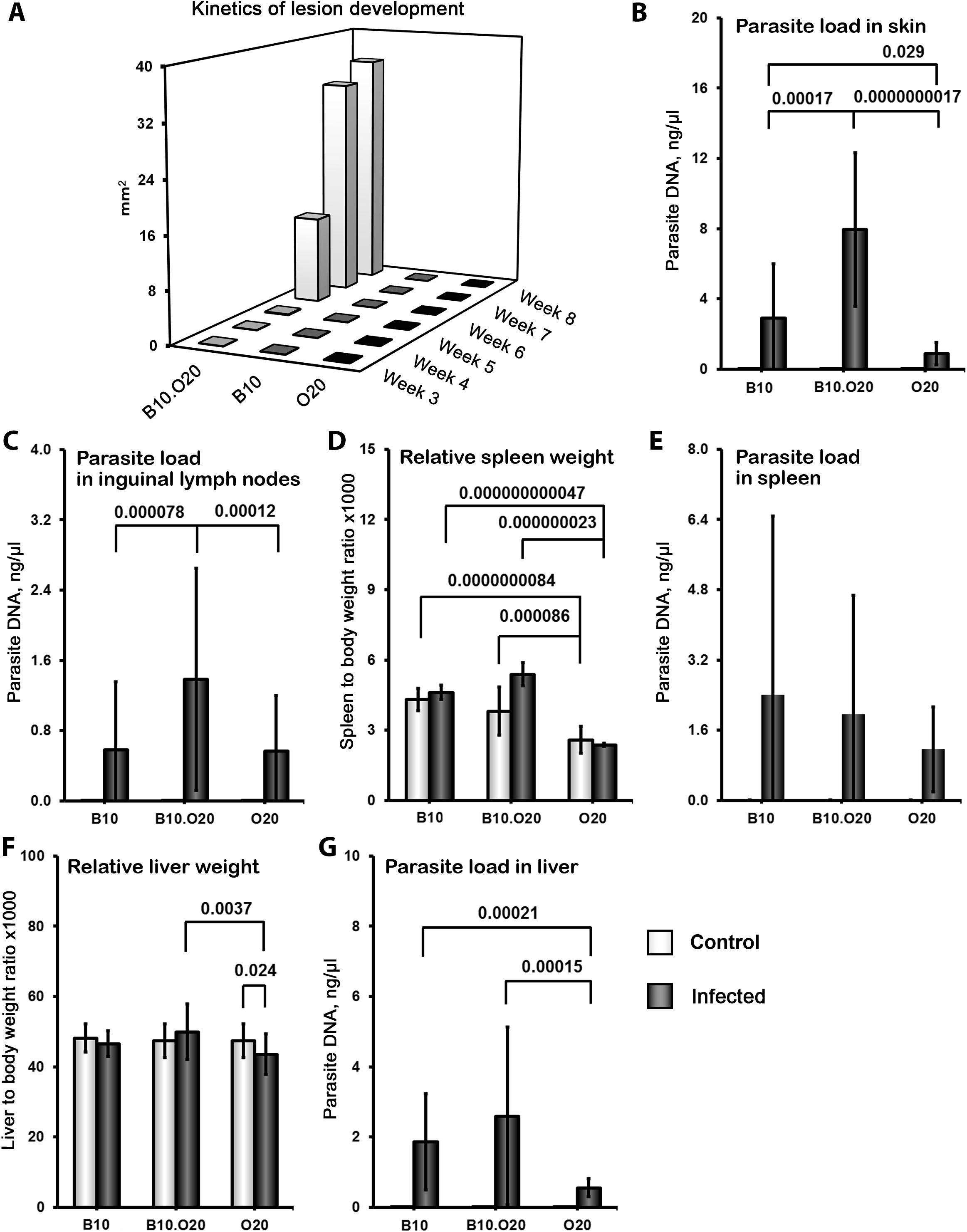 A series of bar graphs illustrating the kinetics of lesion development and parasite load in different tissues. A: A 3D bar graph showing lesion development over weeks three to eight, with B10.020, B10, and O20 mouse strains. B: Bar graph of parasite load in skin for B10, B10.020, and O20, with significant p-values indicated. C: Parasite load in inguinal lymph nodes showing differences across mouse strains. D: Relative spleen weight with p-values indicating significant differences. E: Parasite load in spleen across mouse strains. F: Relative liver weight shown for each mouse strain. G: Parasite load in liver with significant differences noted. Control and infected mouse strains are differentiated by shading.