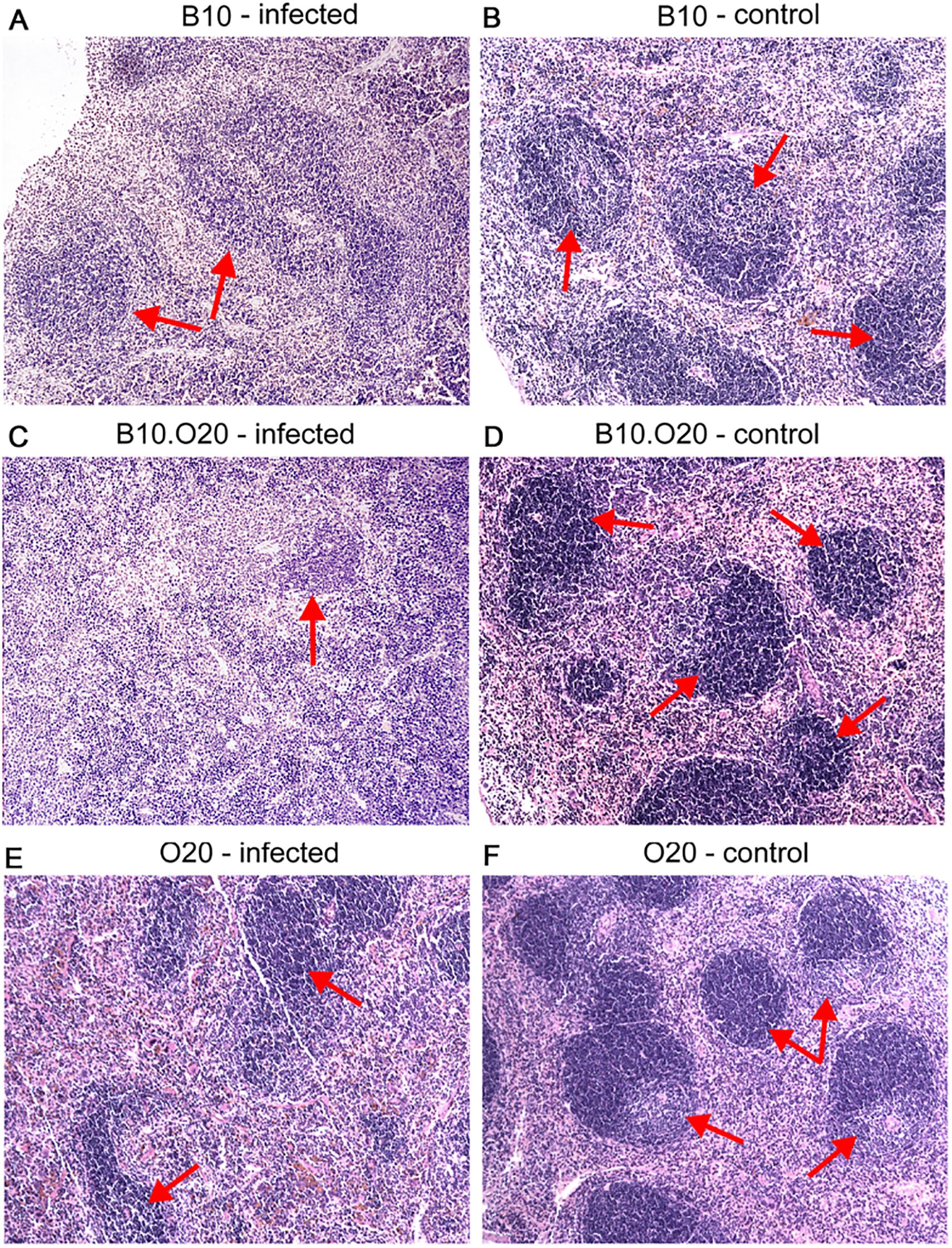 Histological images of tissue samples from B10, B10.O20, and O20 mouse strains, showing infected and control conditions. Infected samples (A, C, E) exhibit specific cellular changes highlighted by red arrows. Control samples (B, D, F) display different cellular morphology, also indicated by red arrows. Each image features distinct patterns and densities of cells.