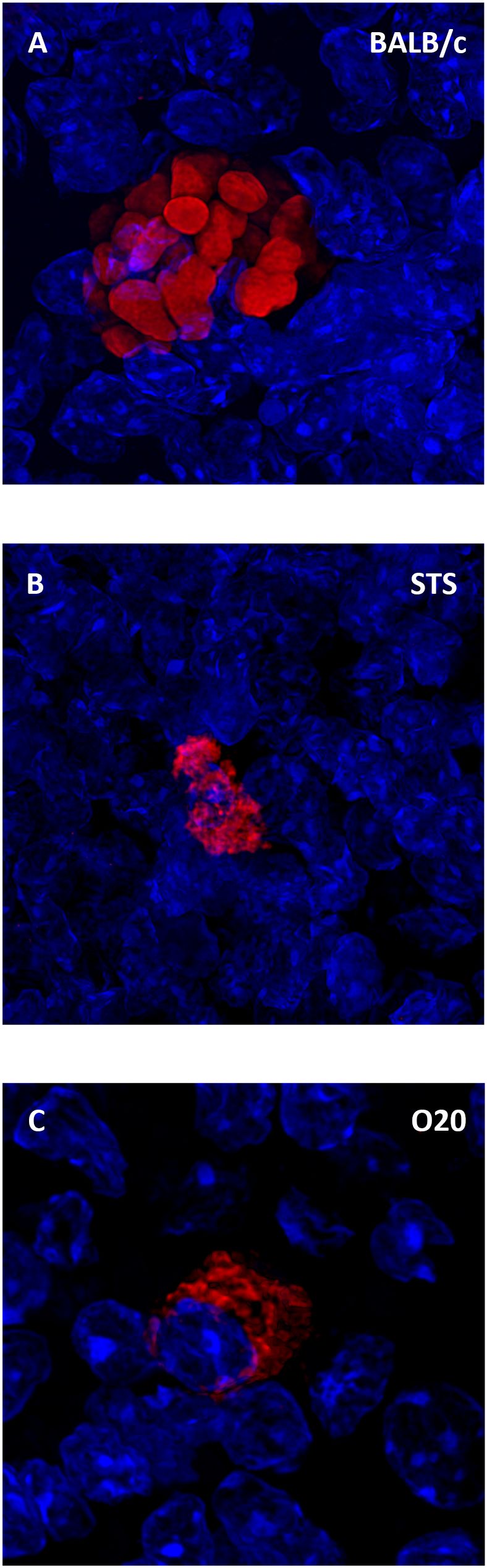 Fluorescence microscopy images show three panels labeled A, B, and C. Panel A (BALB/c) displays a large cluster of red-stained cells among numerous blue-stained cells. Panel B (STS) shows a smaller red cell cluster amid blue cells. Panel C (O20) depicts another small red cluster surrounded by blue cells. The red staining highlights specific areas amidst predominantly blue-stained cells in each panel.