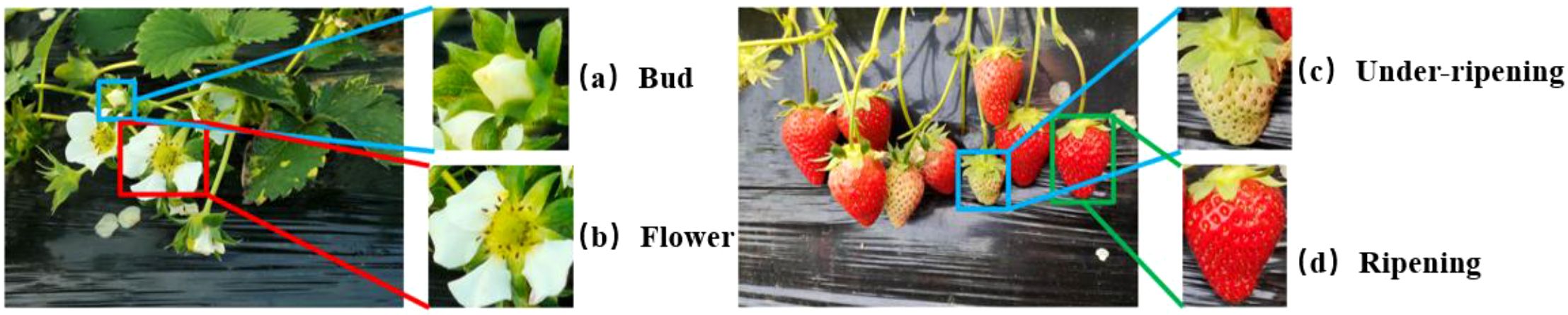 Stages of strawberry growth are shown: (a) bud, a small green structure; (b) flower, with white petals surrounding a yellow center; (c) under-ripening, a partially red strawberry; (d) ripening, a fully red strawberry. Each stage is highlighted by colored boxes.