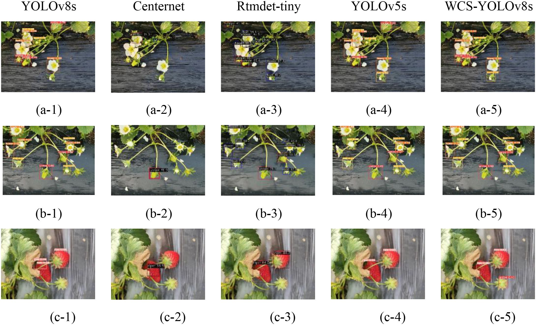 Image comparing object detection models: YOLOv8s, Centernet, Rtmdet-tiny, YOLOv5s, and WCS-YOLOv8s across three rows. Each column shows a model's performance in identifying strawberries at different stages. Bounding boxes highlight detected fruit and flowers. The models' labeling accuracy varies, showing differences in detection capabilities.