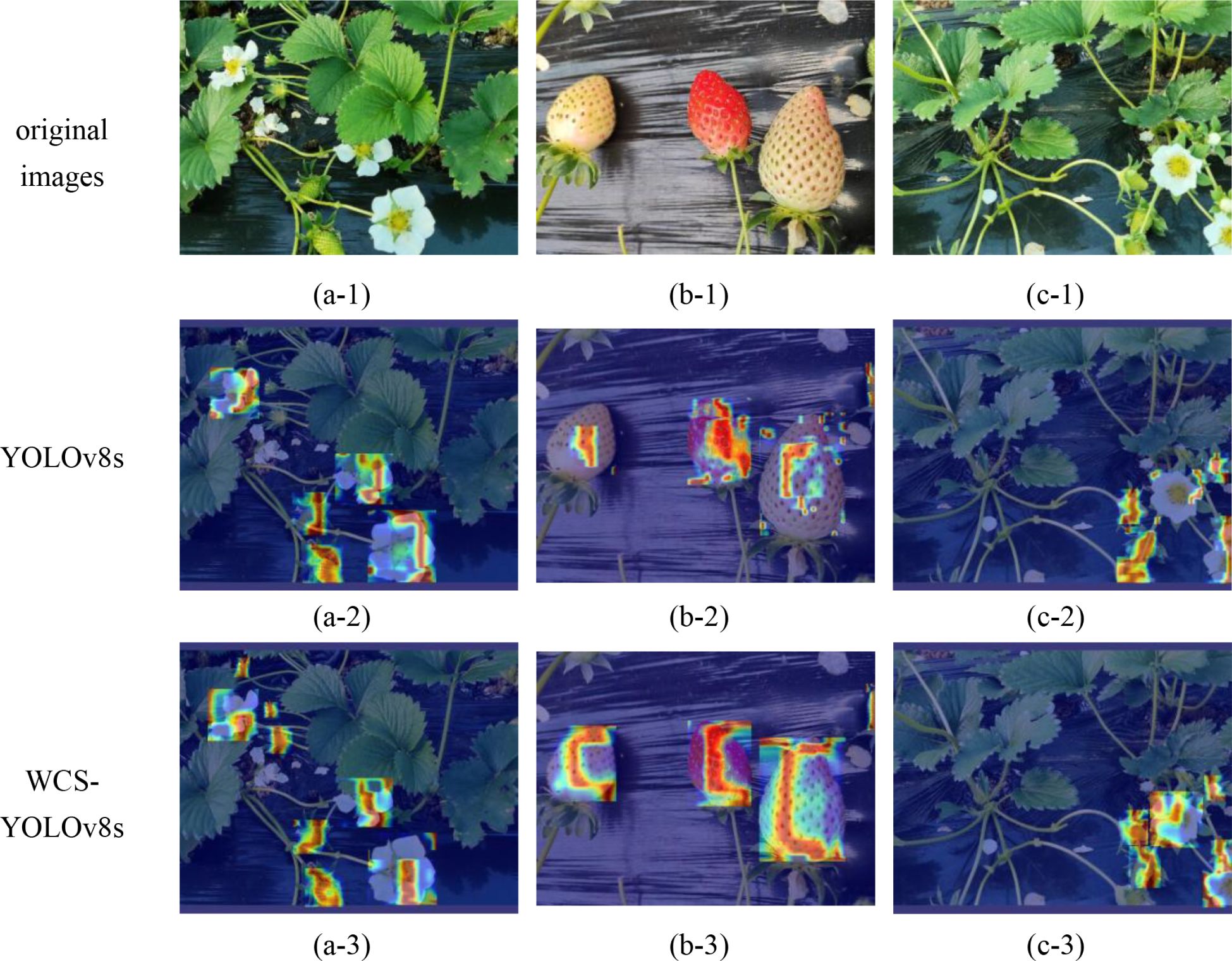 Three rows of images depict strawberry plants. The top row (original images) shows plants with leaves, flowers, and unripe berries. The middle row (YOLOv8s) and the bottom row (WCS-YOLOv8s) display heatmaps highlighting detection areas on these plants. The heatmaps show variations in detected regions, with the middle and bottom rows focusing on specific parts, possibly for plant health or fruit detection analysis.
