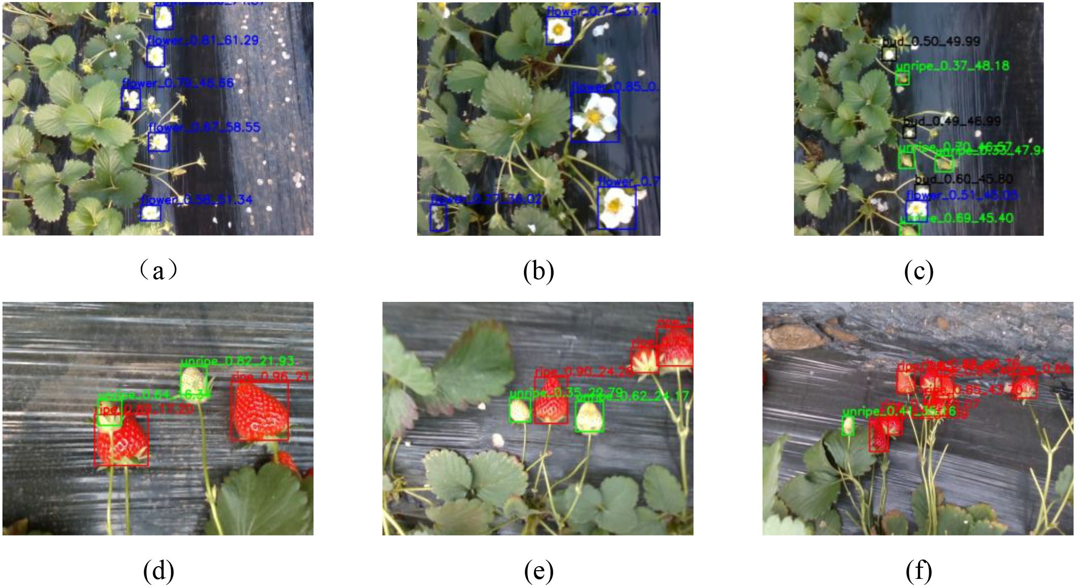 Six images of strawberry plants with detection boxes and labels. (a) Shows flowers labeled with confidence scores. (b) Depicts closer flowers, also labeled. (c) Displays buds and unripened fruit labeled. (d) Shows both ripe and unripe strawberries with labels. (e) Depicts strawberries at varying ripeness stages with confidence scores. (f) Includes dense labeling of ripe strawberries with corresponding scores. All images feature bounding boxes and annotations for fruit development assessment.