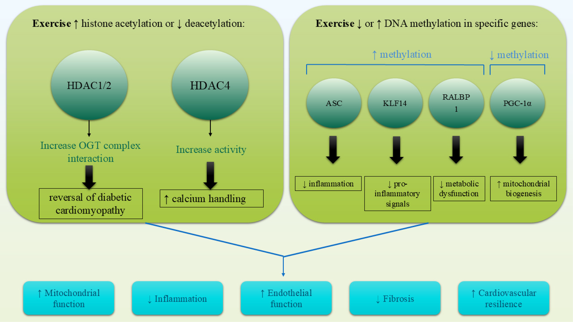Flowchart illustrating how exercise affects histone acetylation, deacetylation, and DNA methylation. Exercise increases HDAC1/2 and HDAC4 activities, affecting OGT complex interaction and calcium handling, reversing diabetic cardiomyopathy and enhancing calcium handling. DNA methylation changes in ASC, KLF14, RALBP1, and PGC-1α lead to reduced inflammation, pro-inflammatory signals, metabolic dysfunction, and increased mitochondrial biogenesis. These changes then enhance mitochondrial function, endothelial function, cardiovascular resilience, and reduce inflammation and fibrosis.