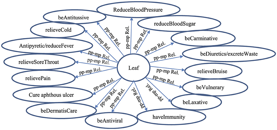 Diagram showing the relationships between a leaf and its possible medicinal benefits. The leaf is at the center, with arrows pointing to various effects such as reducing blood pressure, relieving cold, reducing fever, relieving sore throat, relieving pain, curing aphthous ulcer, being dermatological care, being antiviral, increasing immunity, reducing blood sugar, being carminative, acting as a diuretic, relieving bruises, being vulnerary, and being a laxative. Each effect is linked by arrows labeled “pp-mp Rel.”