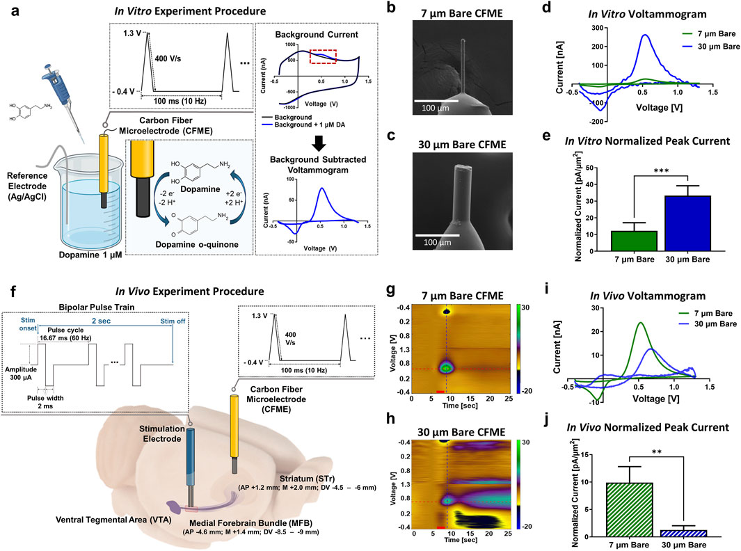 A figure showing procedures and results for in vitro and in vivo experiments with carbon fiber microelectrodes (CFME). Panels (a) and (f) display setups: in vitro uses CFME with dopamine; in vivo involves bipolar pulse train stimulation targeting brain areas. Scanning electron microscope images in (b) and (c) show 7 μm and 30 μm CFMEs, respectively. Panel (d) presents an in vitro voltammogram comparing 7 μm and 30 μm CFMEs, while panel (i) shows an in vivo voltammogram. Panel (e) illustrates normalized peak currents obtained in vitro, and panel (j) shows normalized peak currents obtained in vivo, with significant differences marked. Heat maps in (g) and (h) depict in vivo responses over time for both electrode sizes.