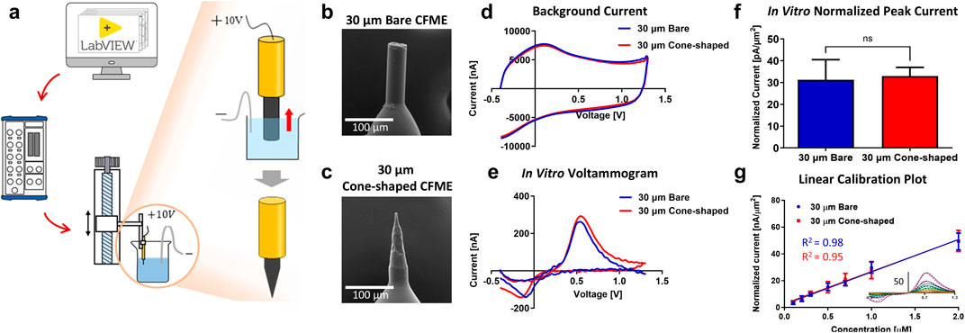 Diagram showing the setup for carbon fiber microelectrode (CFME) comparison. Panel (a) illustrates the etching process used to shape a 30 μm bare electrode into a cone shape using LabVIEW software. Panels (b) and (c) show scanning electron microscope (SEM) images of bare and cone-shaped CFMEs, respectively. Panel (d) presents a graph of background current versus voltage for both electrode types. Panel (e) displays an in vitro voltammogram showing dopamine oxidation currents for the two electrodes. Panel (f) depicts a bar graph of normalized peak currents, with no significant difference noted. Panel (g) features a linear calibration plot comparing normalized current versus concentration, indicating that both electrodes have comparable sensitivity.