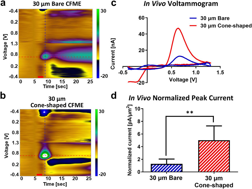 Four-panel figure comparing 30 μm bare and cone-shaped CFME electrodes. Panels (a) and (b) show color plots with voltage on the y-axis and time on the x-axis, where current intensity is represented by color, highlighting differences in electrochemical responses between the electrodes. Panel (c) displays a voltammogram showing current versus voltage, with blue and red lines representing the bare and cone-shaped electrodes, respectively. Panel (d) presents a bar graph of normalized peak currents, showing higher values for the cone-shaped electrode, with statistical significance indicated by asterisks.